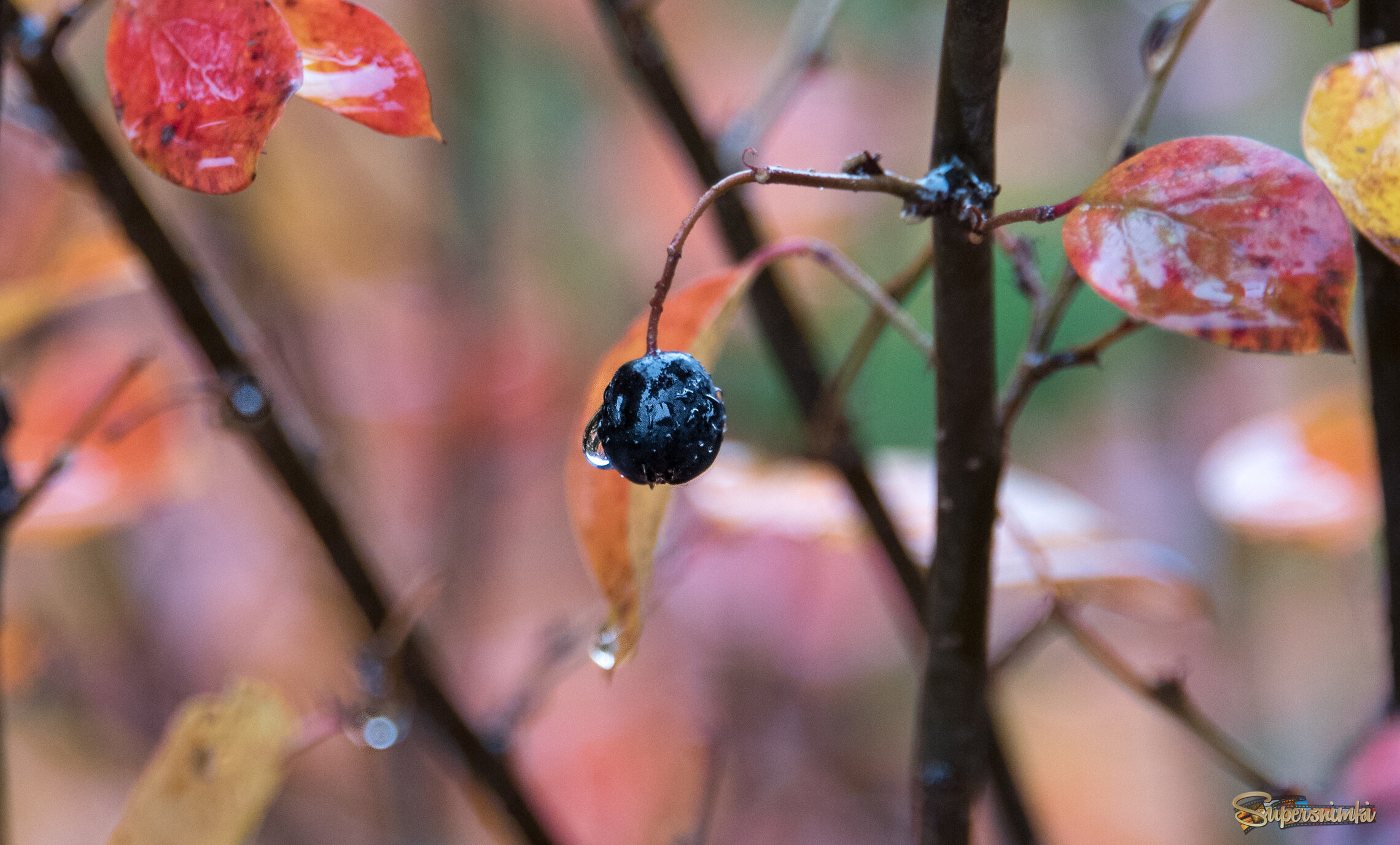 Акварельная осень.