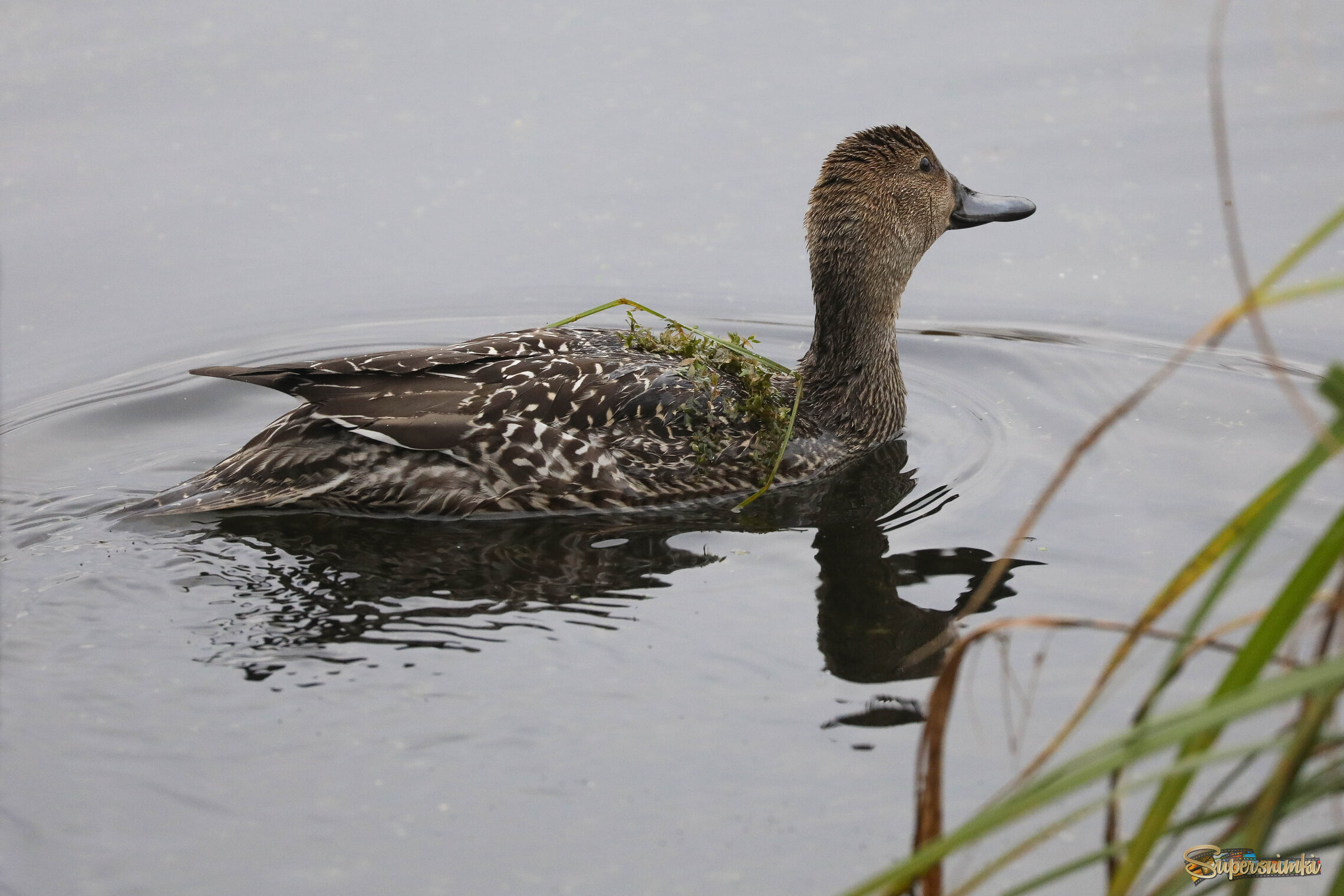 Только вынырнула