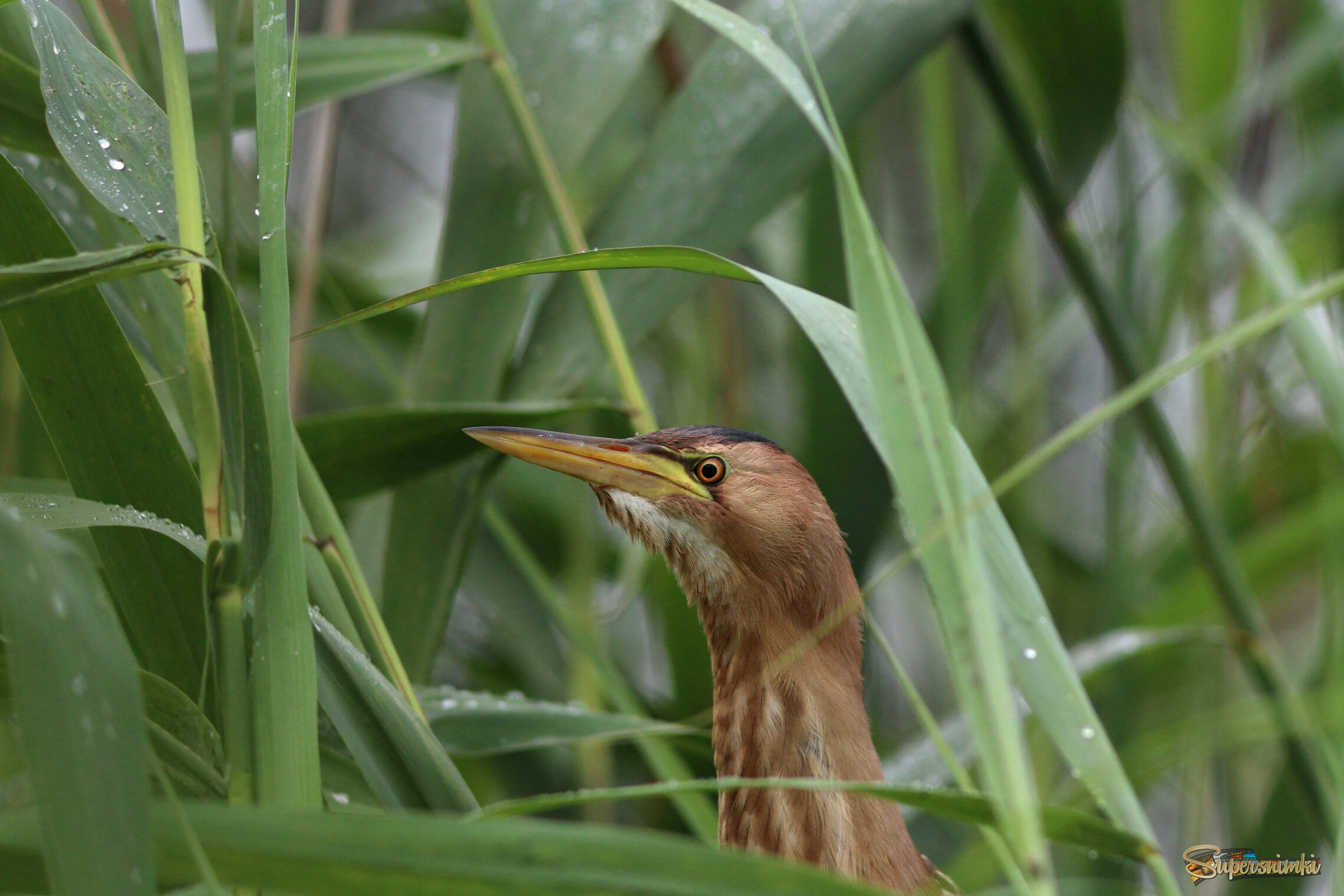 Портрет малой выпи