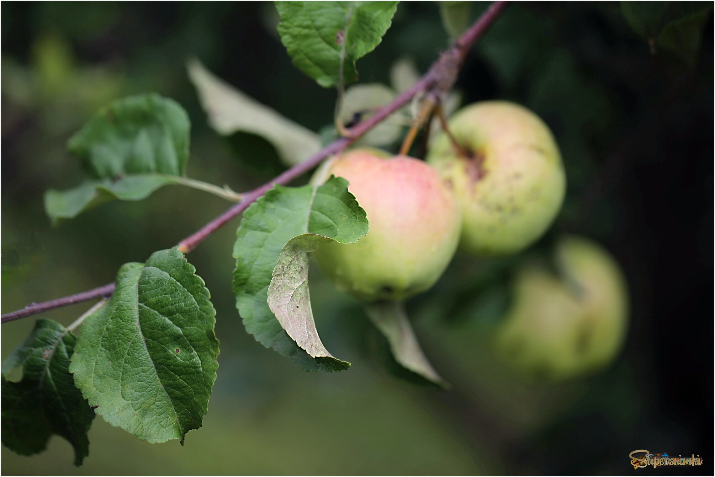 Угощайтесь!