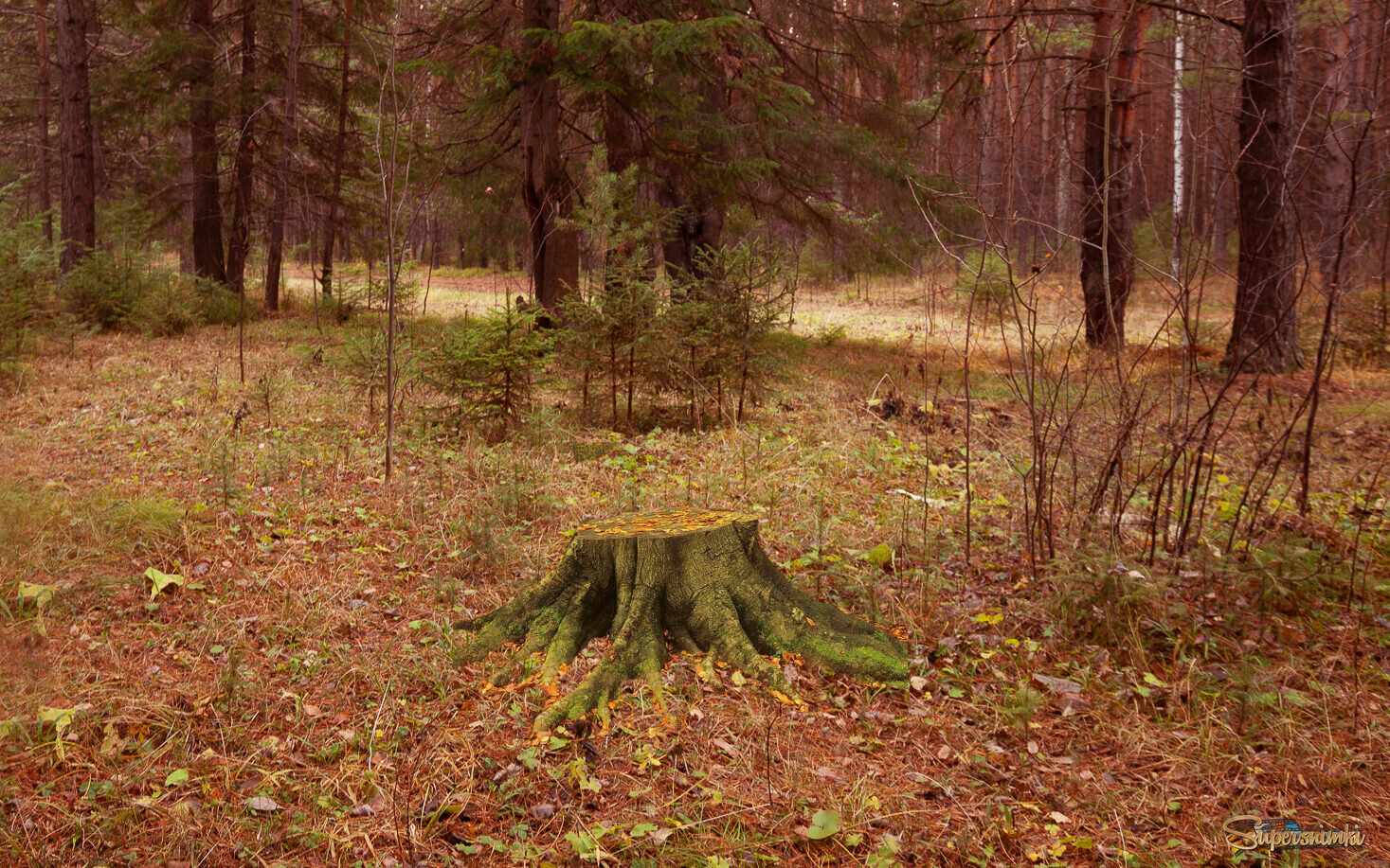 В осеннем лесу