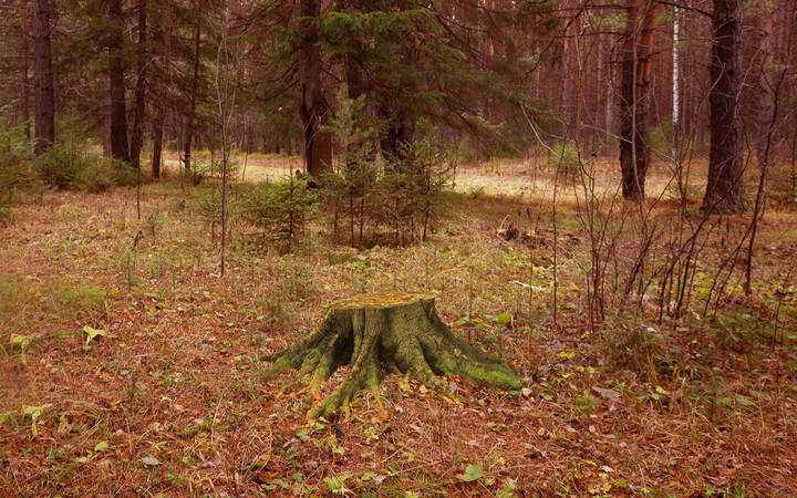 В осеннем лесу