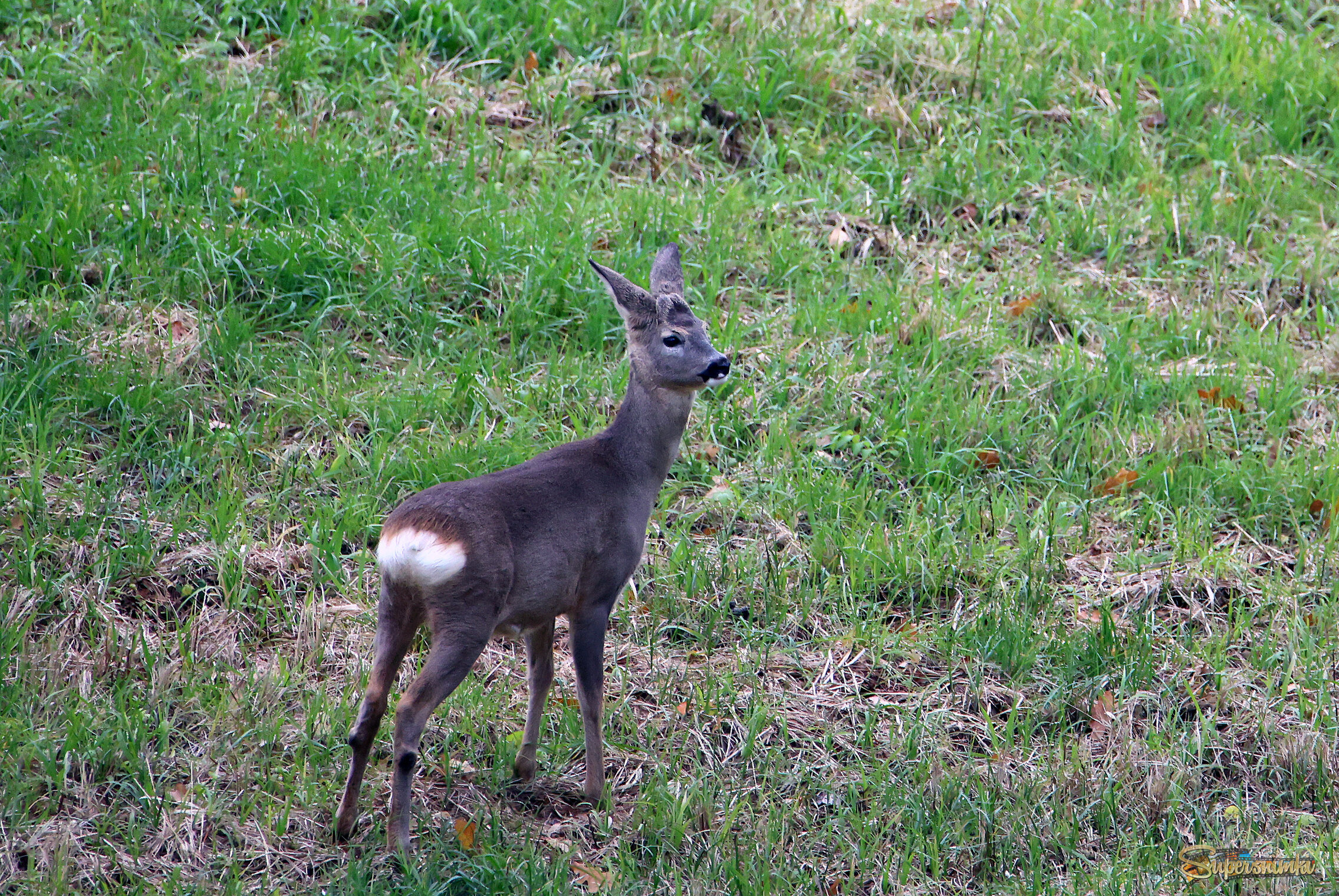 Косули на прогулке.