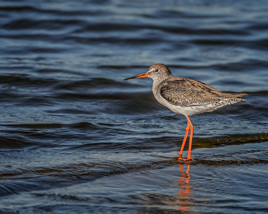 Травник обыкновенный