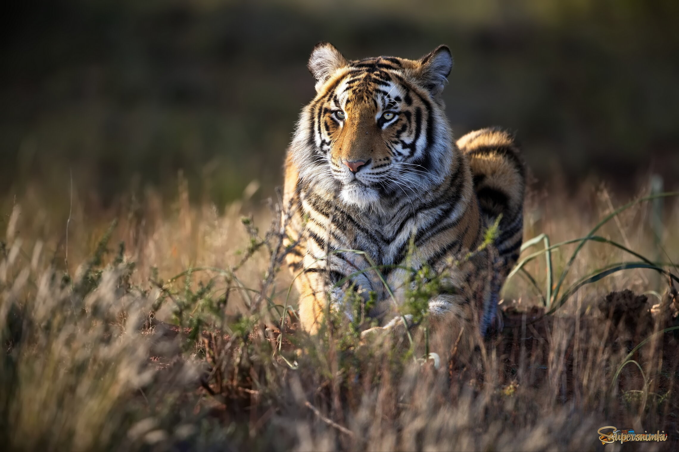 На утреннем солнышке