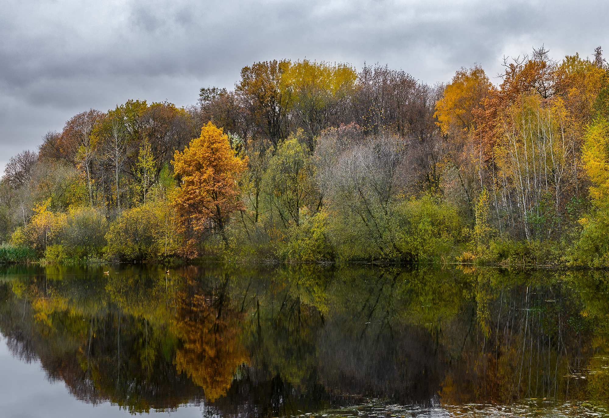 Осенний лес