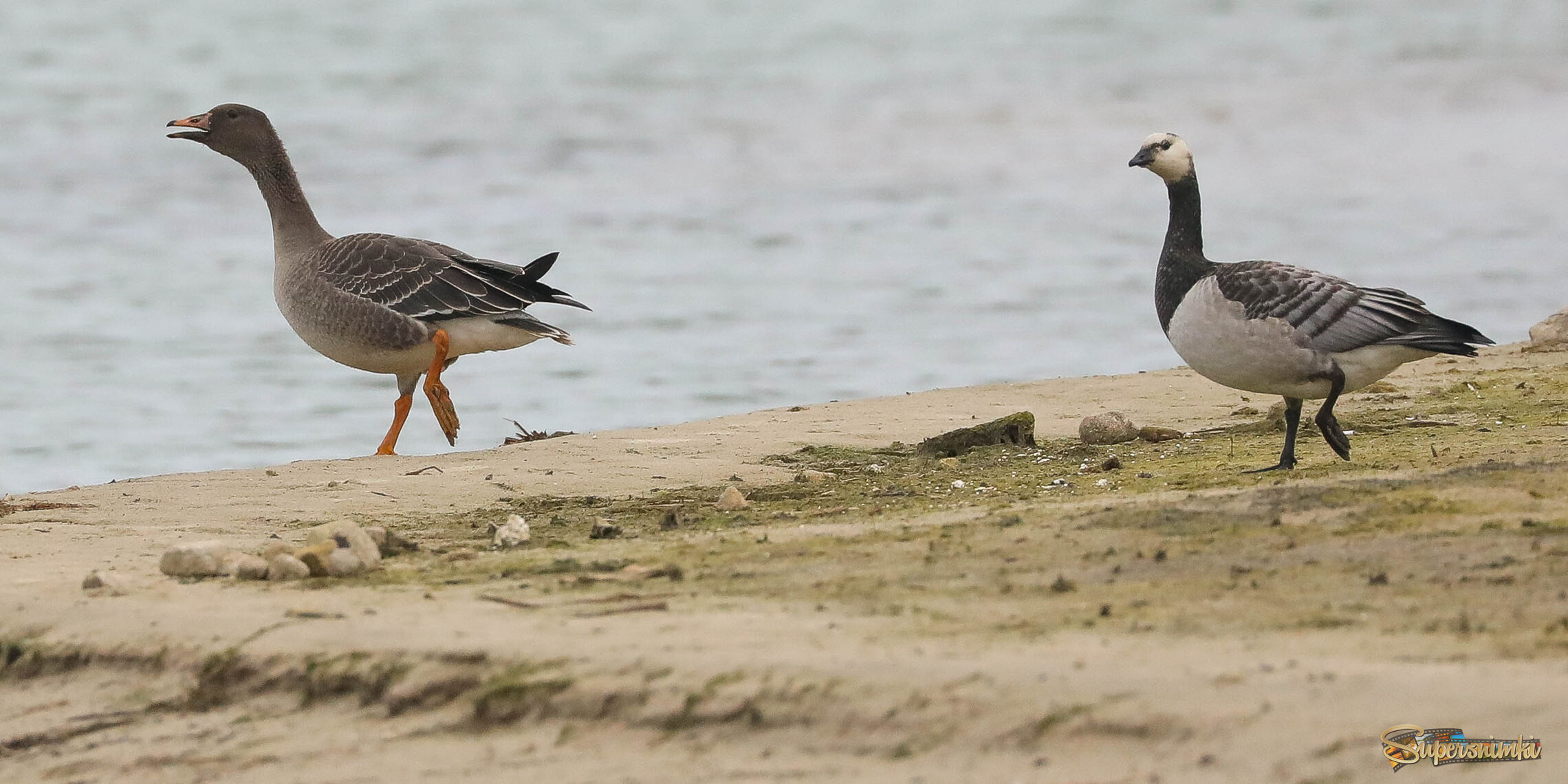 Скорее в воду!