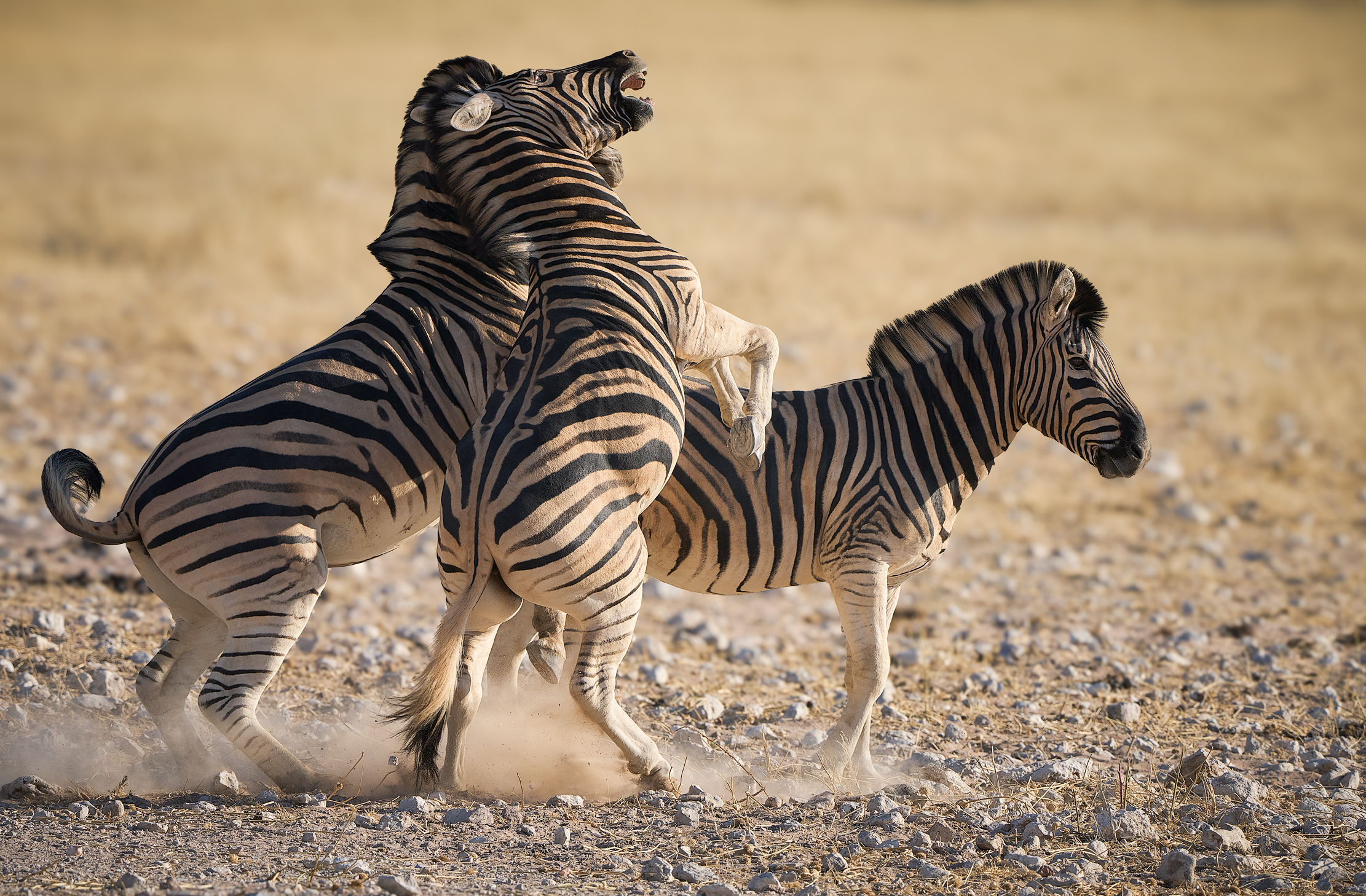Намибийские истории...
