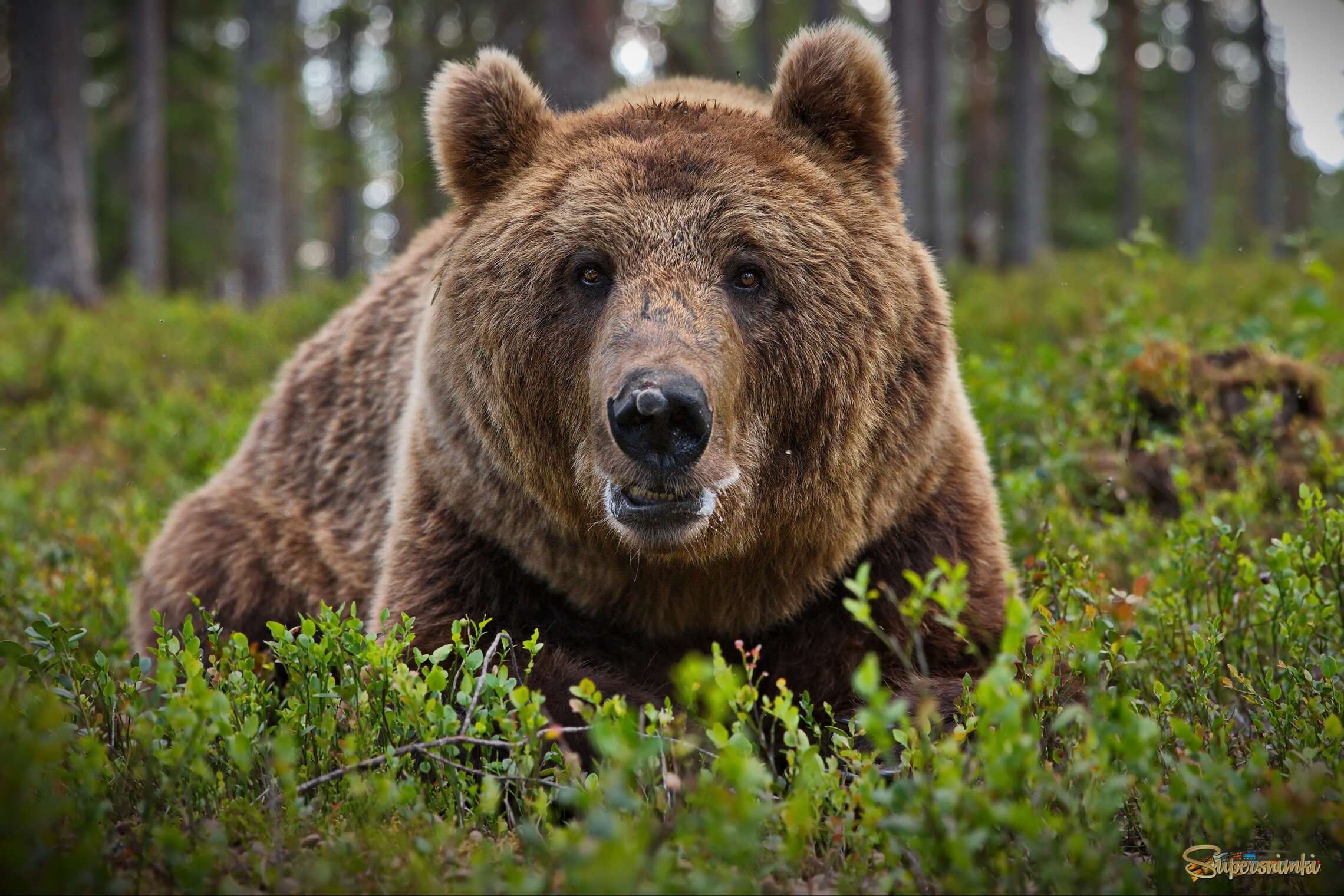 Близкое знакомство