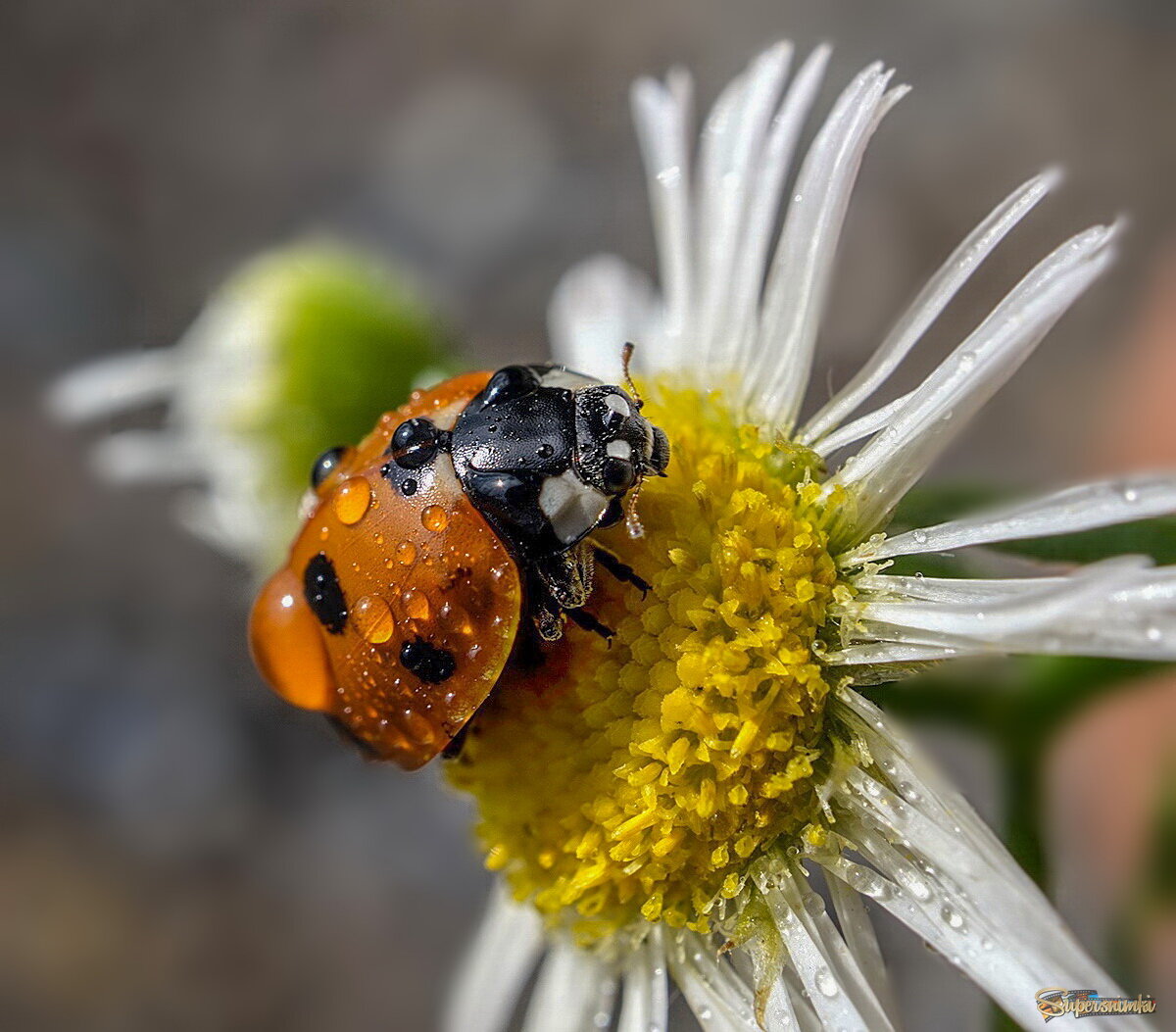 68ff0e06d27326ef97594933