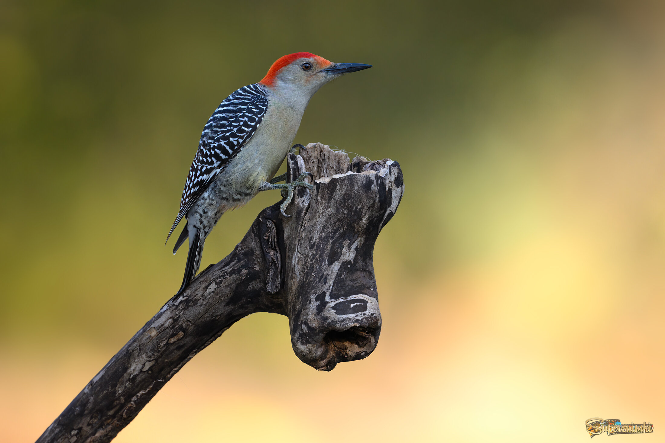 Red-bellied woodpecker