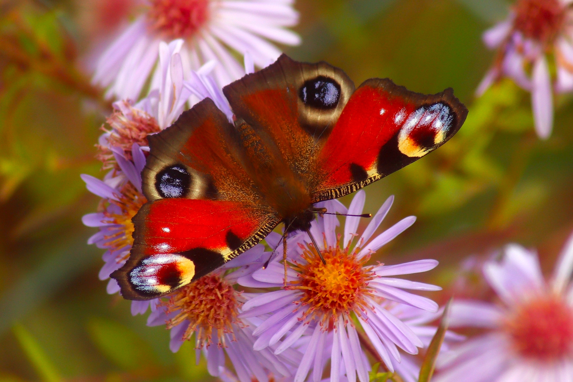 Доброе утро