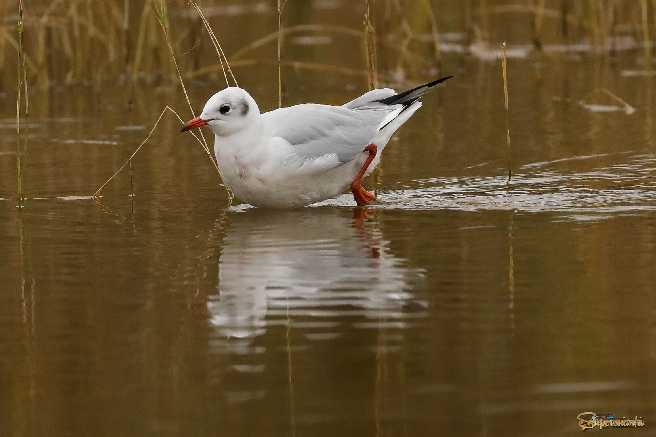 На мелководье