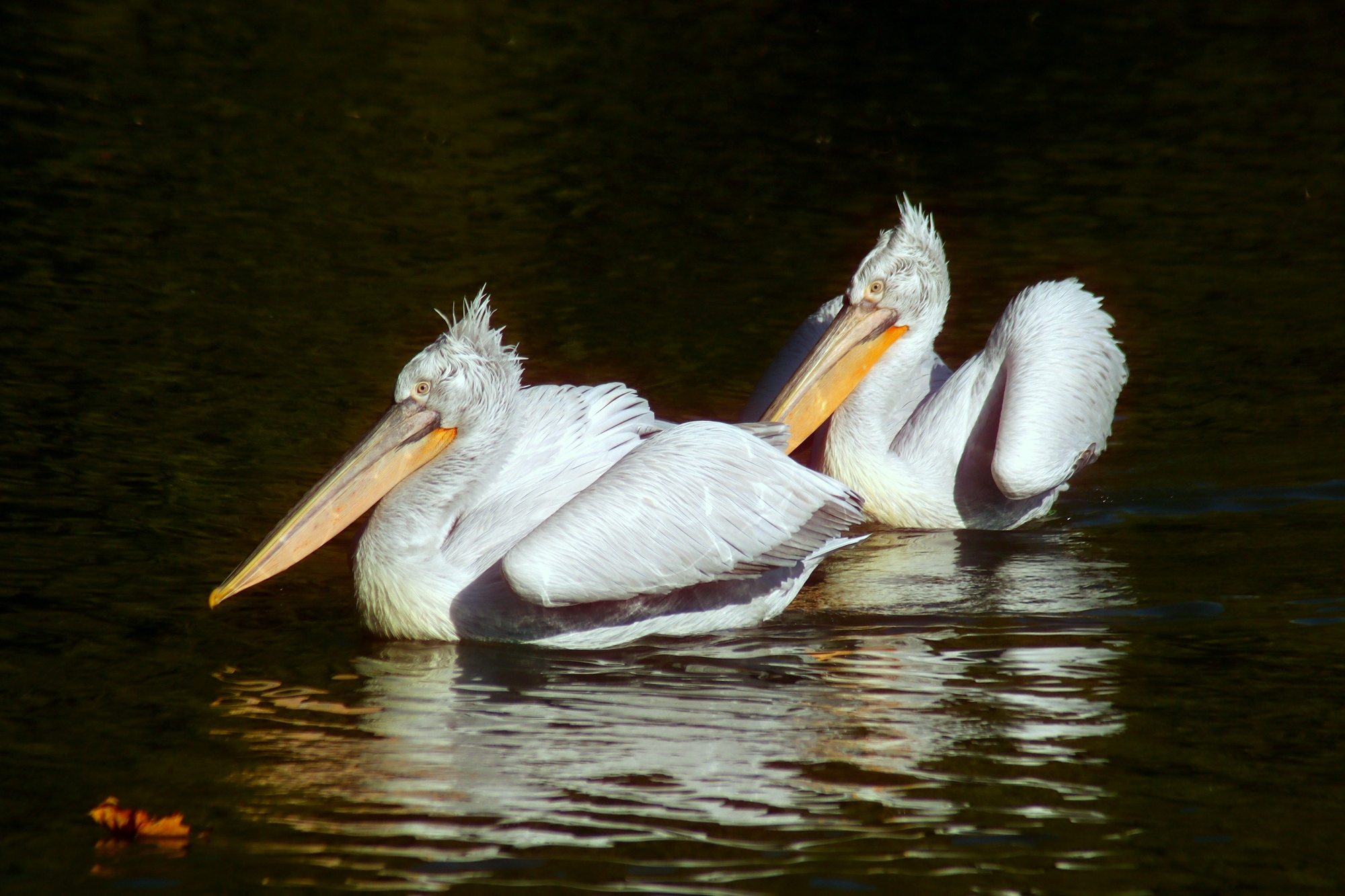 Осеннее настроение