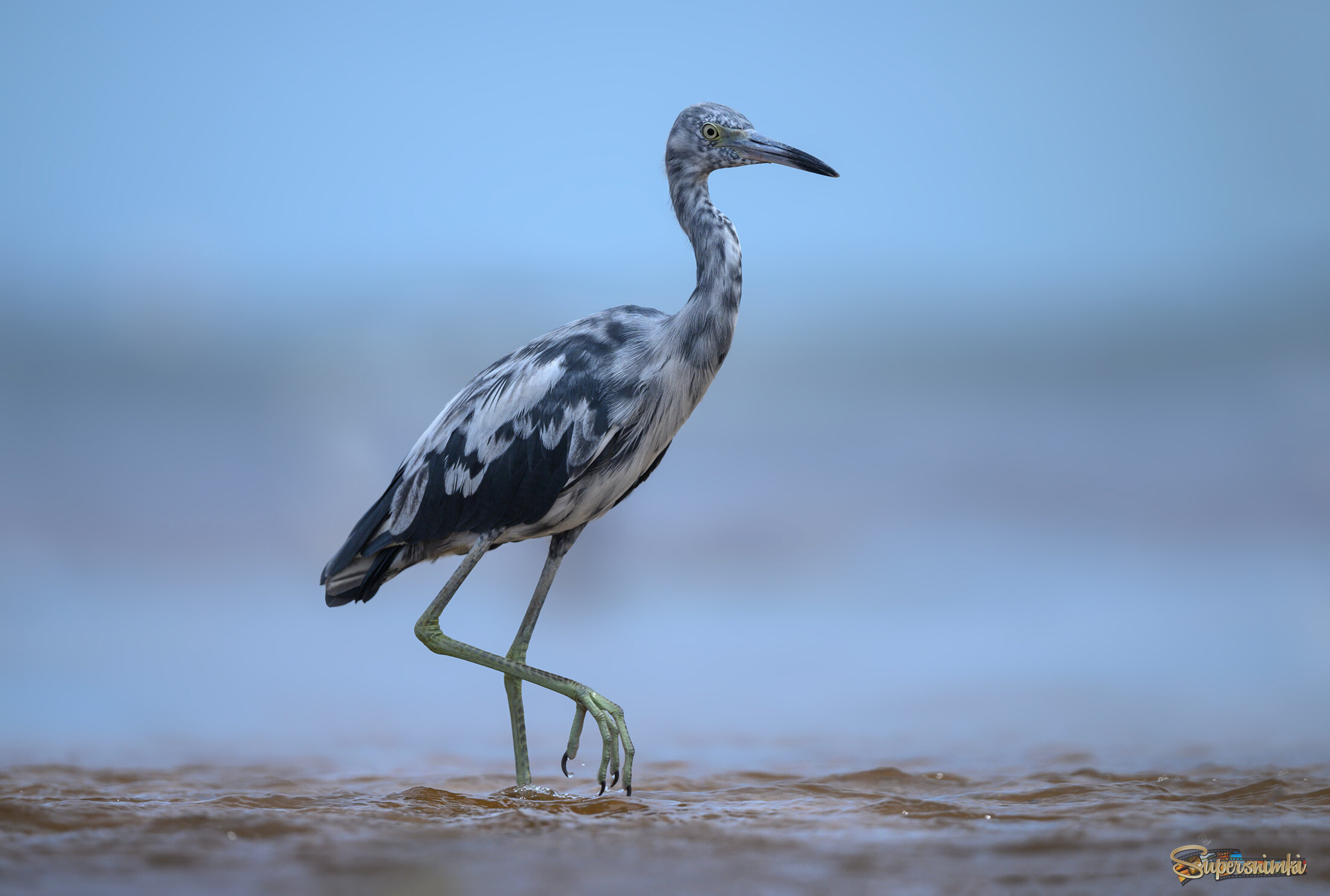 Little blue heron (J)