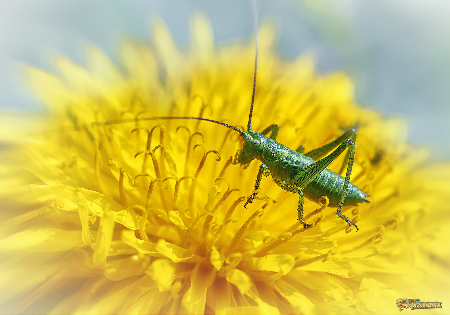 Балансируя на тычинках
