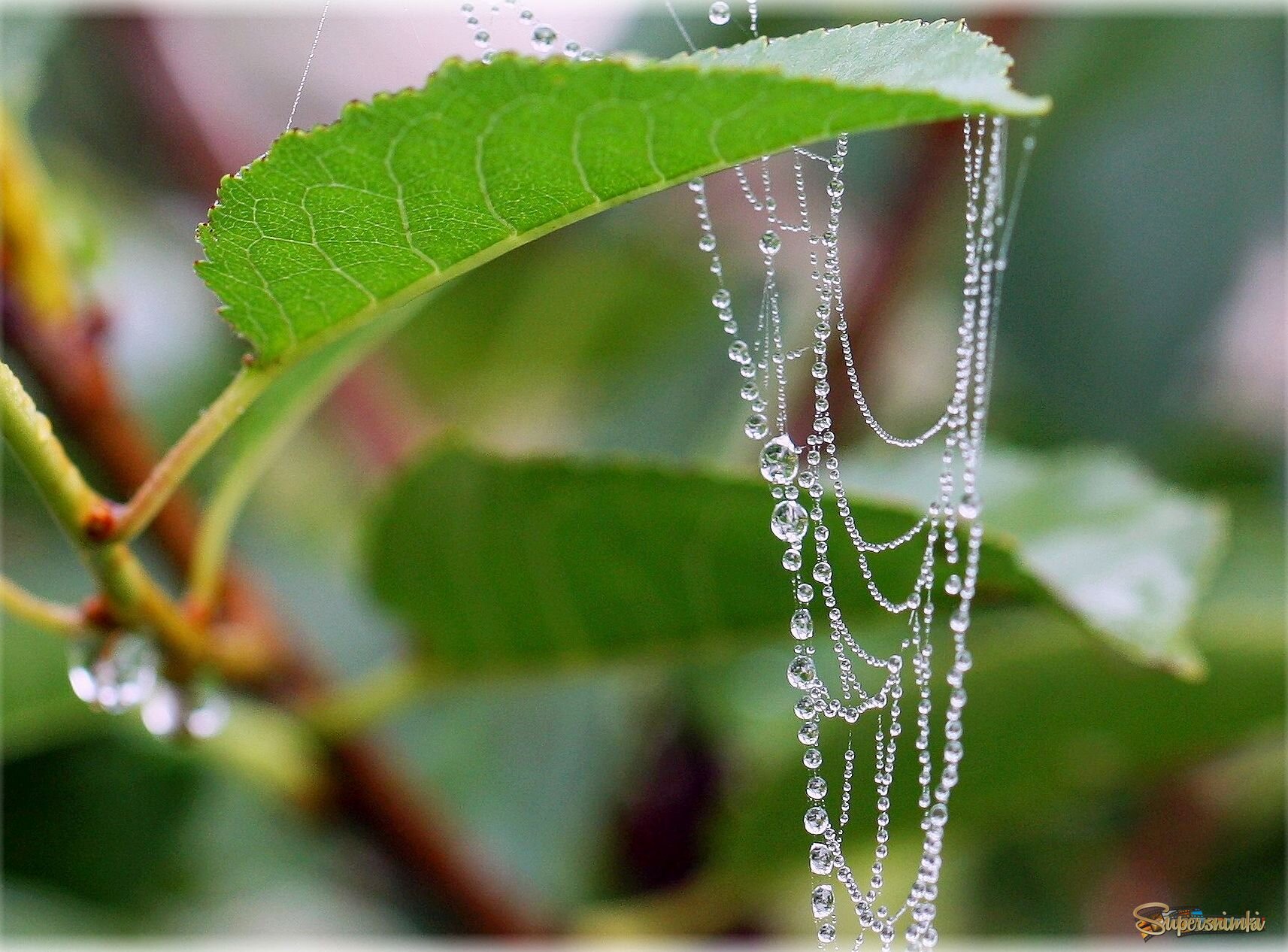 Монисто природное