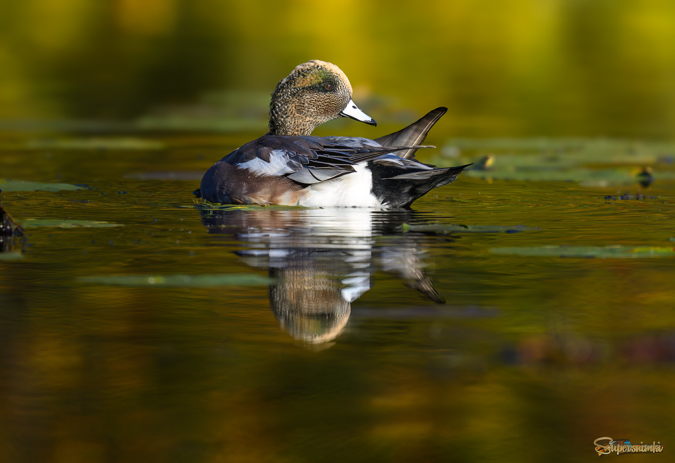 American Wigeon (m)