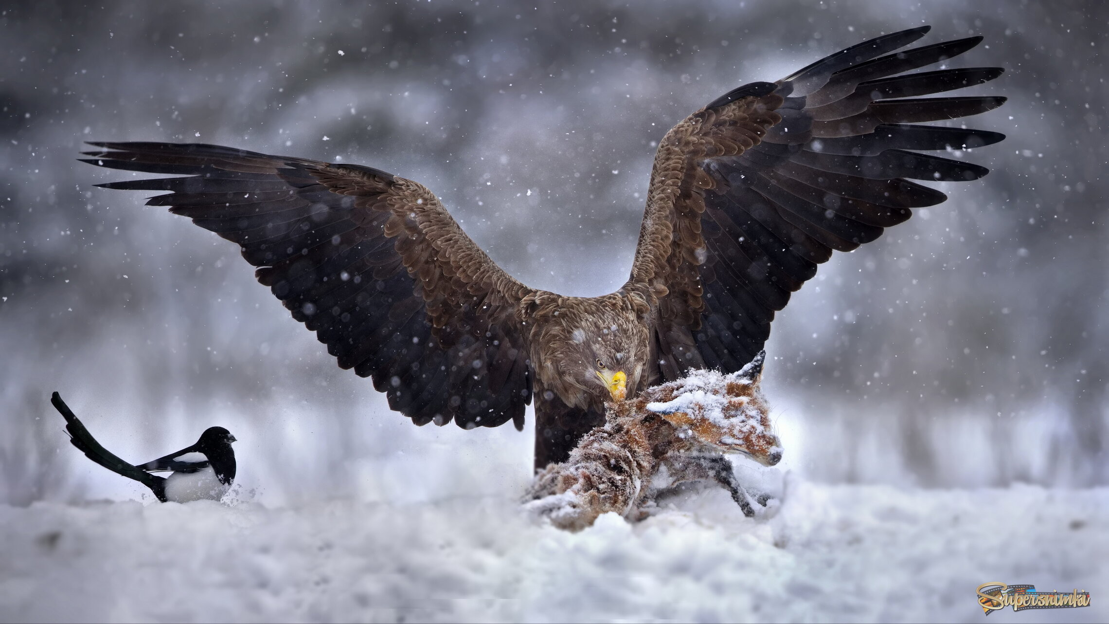 А если б у меня был мандарин...