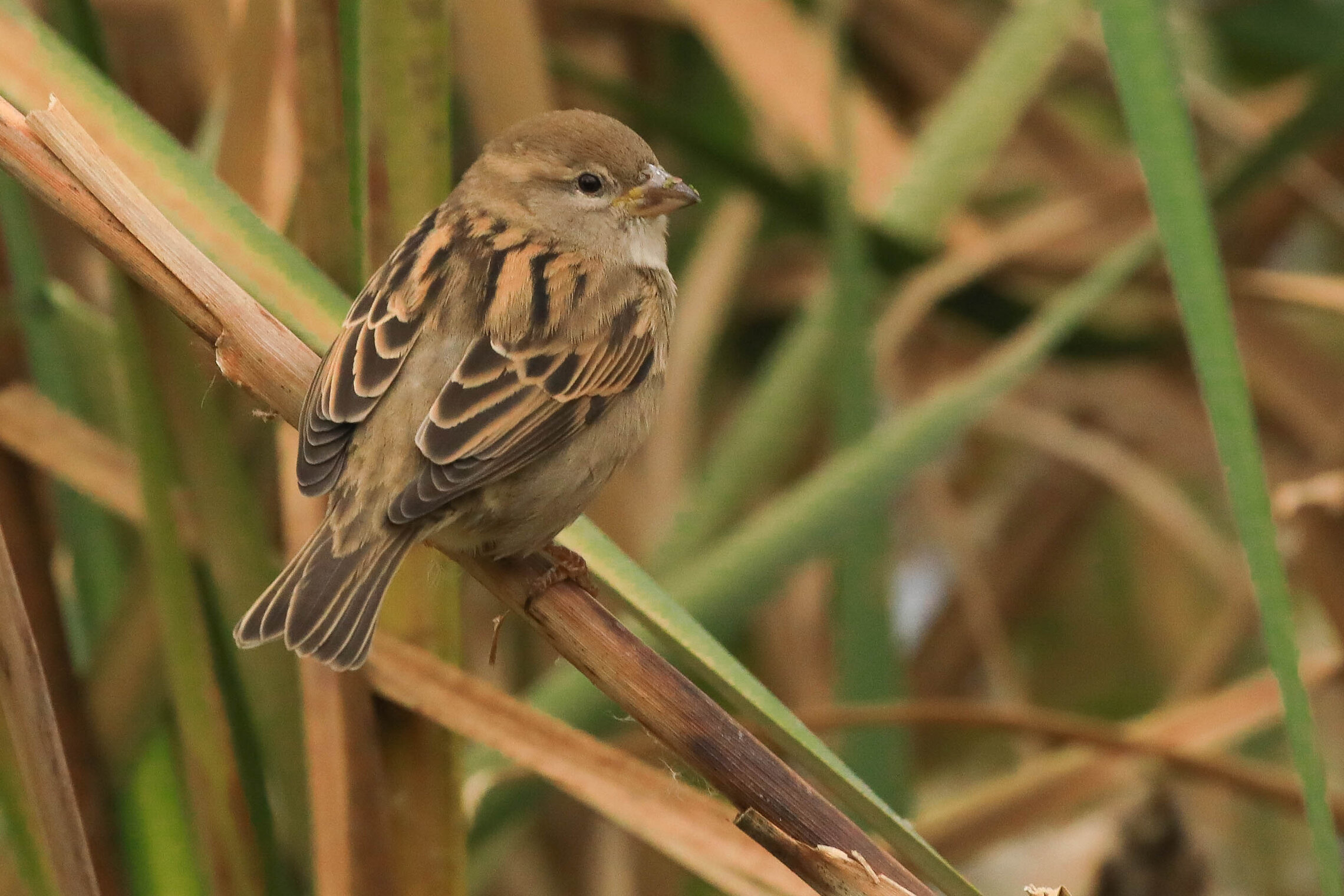 Познакомимся?
