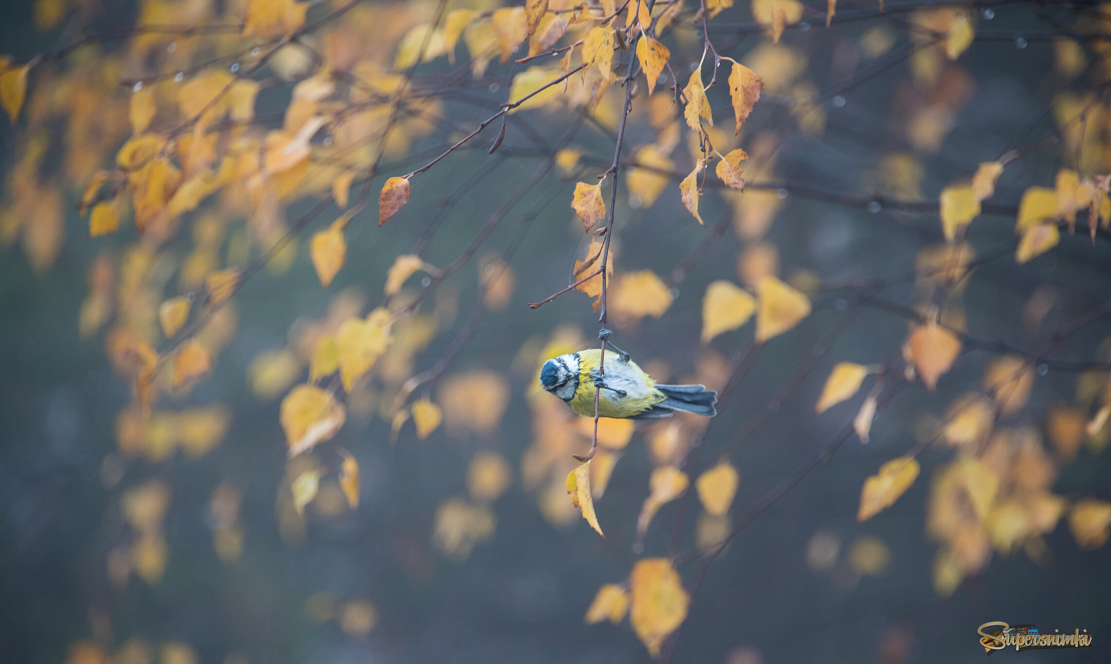 Осень в голубой дымке.