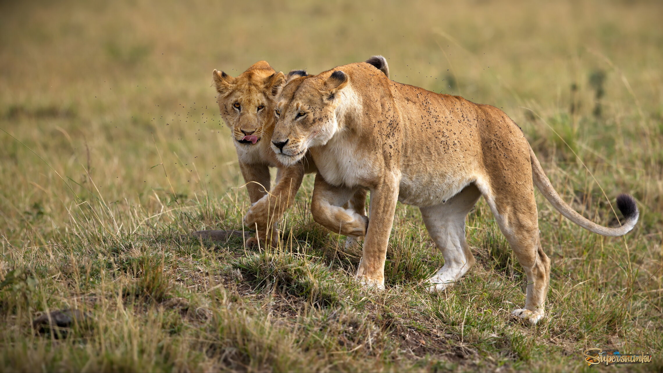 Душевный разговор