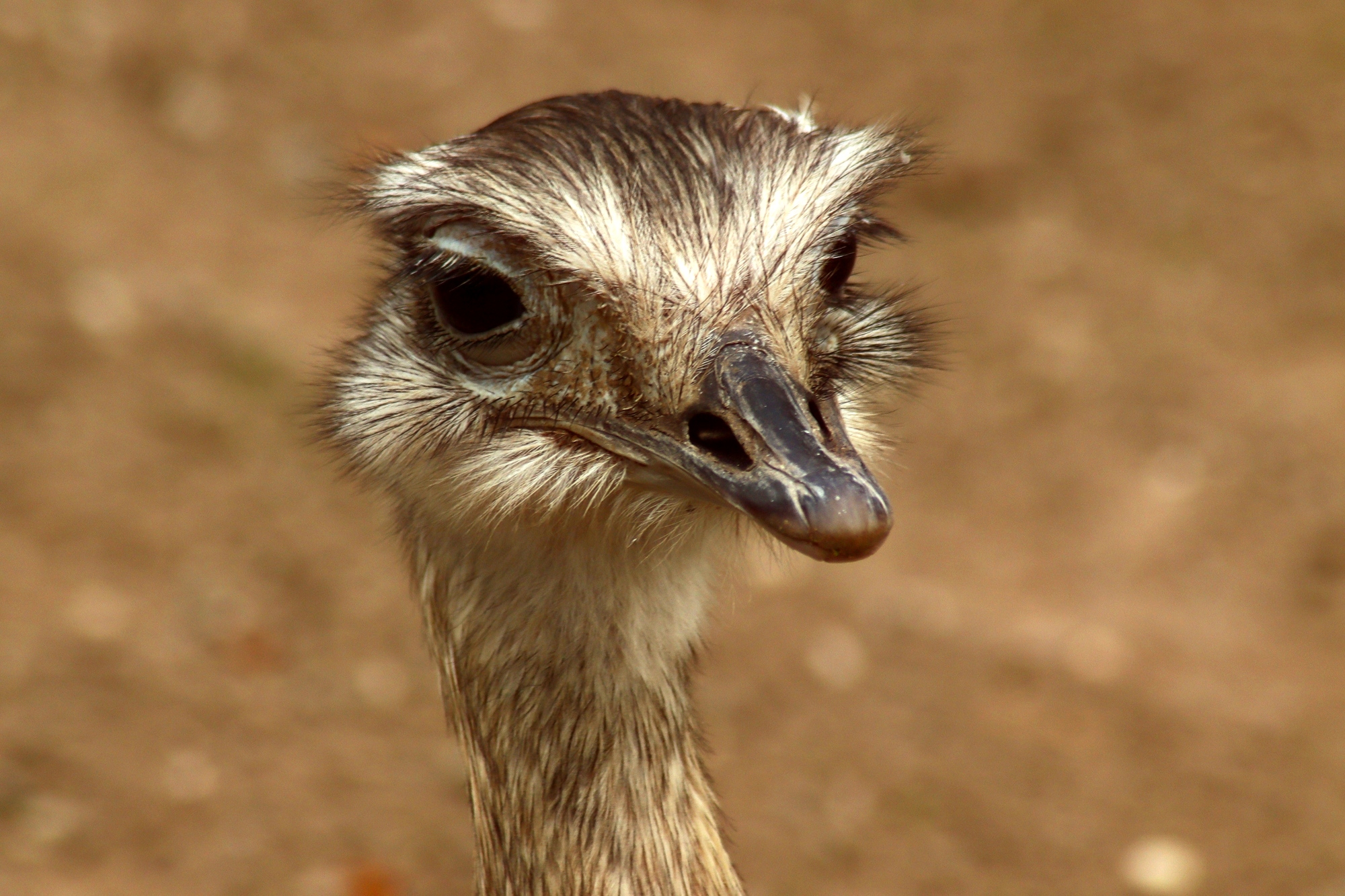 Меня кто то звал?