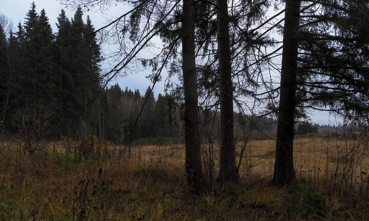Опушка