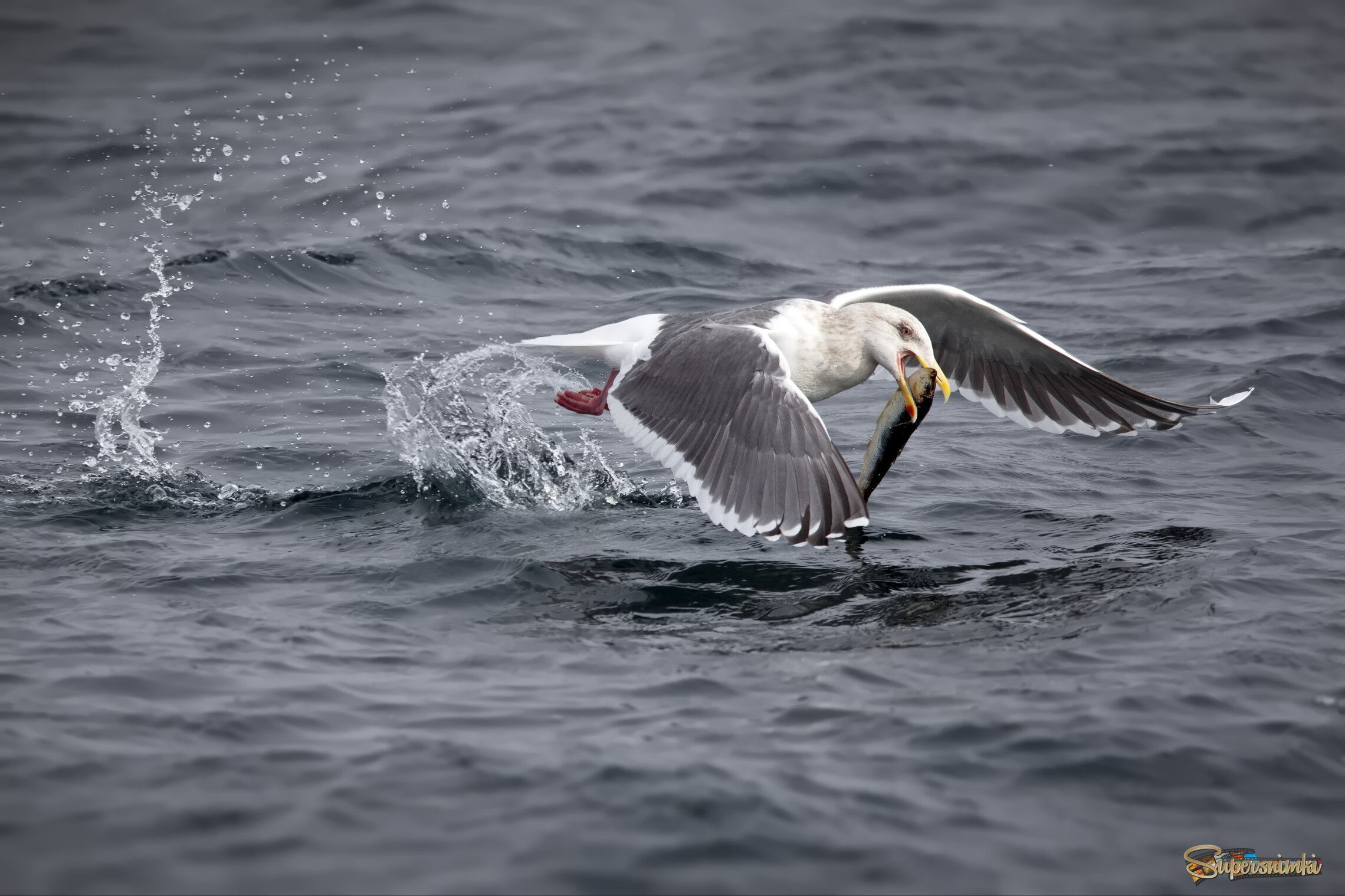 Шпрота на завтрак