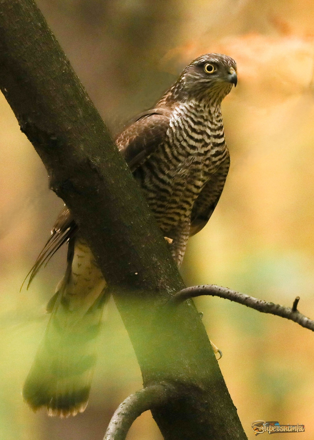 Во мраке леса...