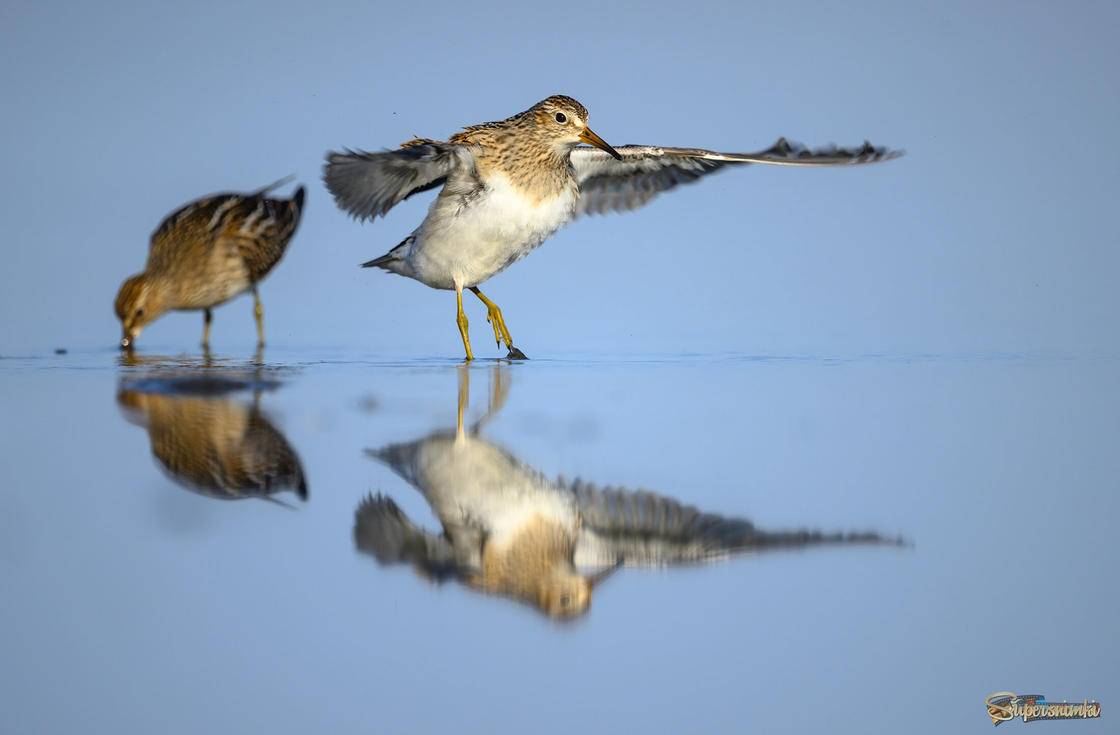 Pectoral Sandpiper