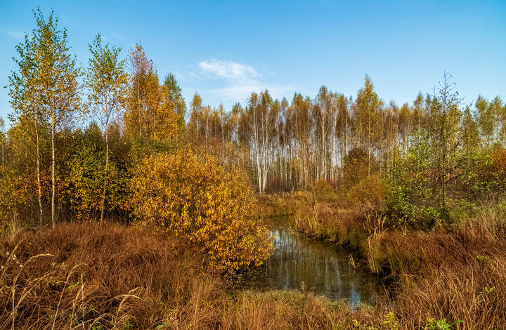 Осеннее утро 5 