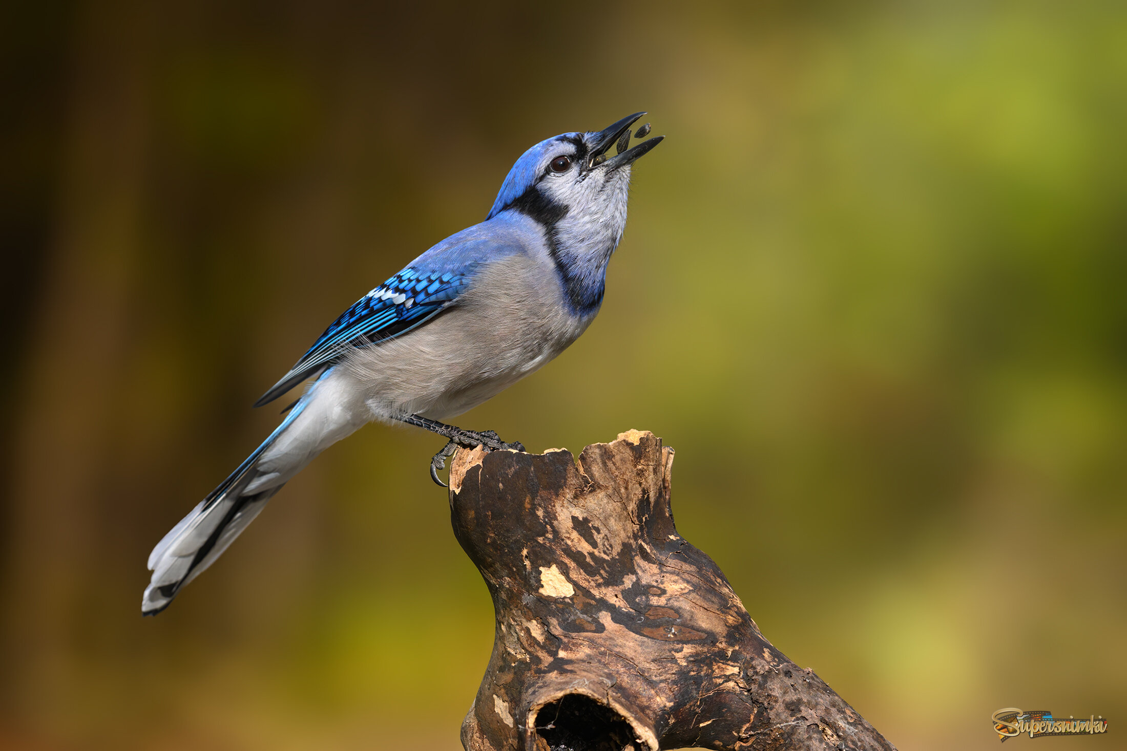 Blue jay 