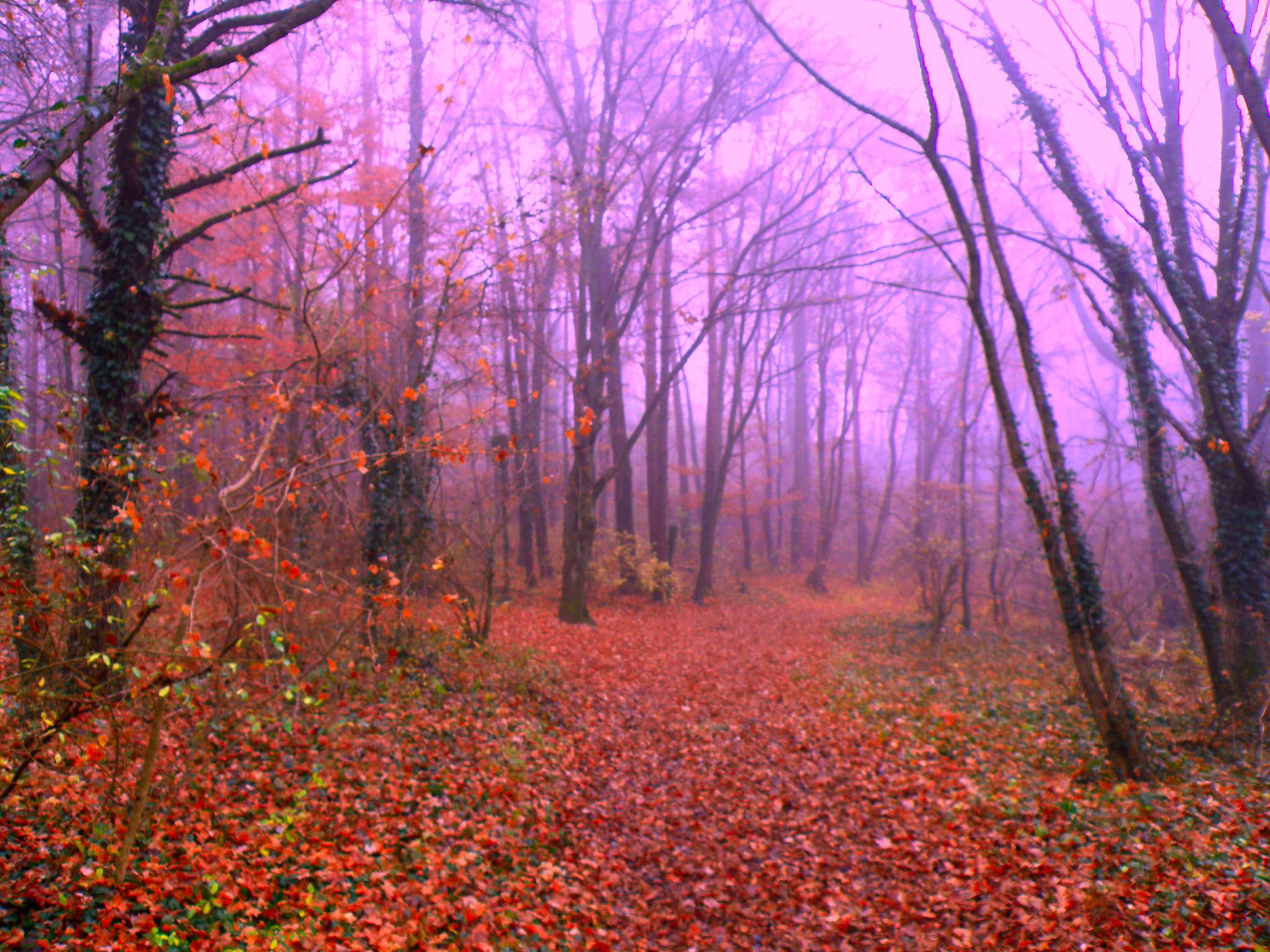 Туманный лес.