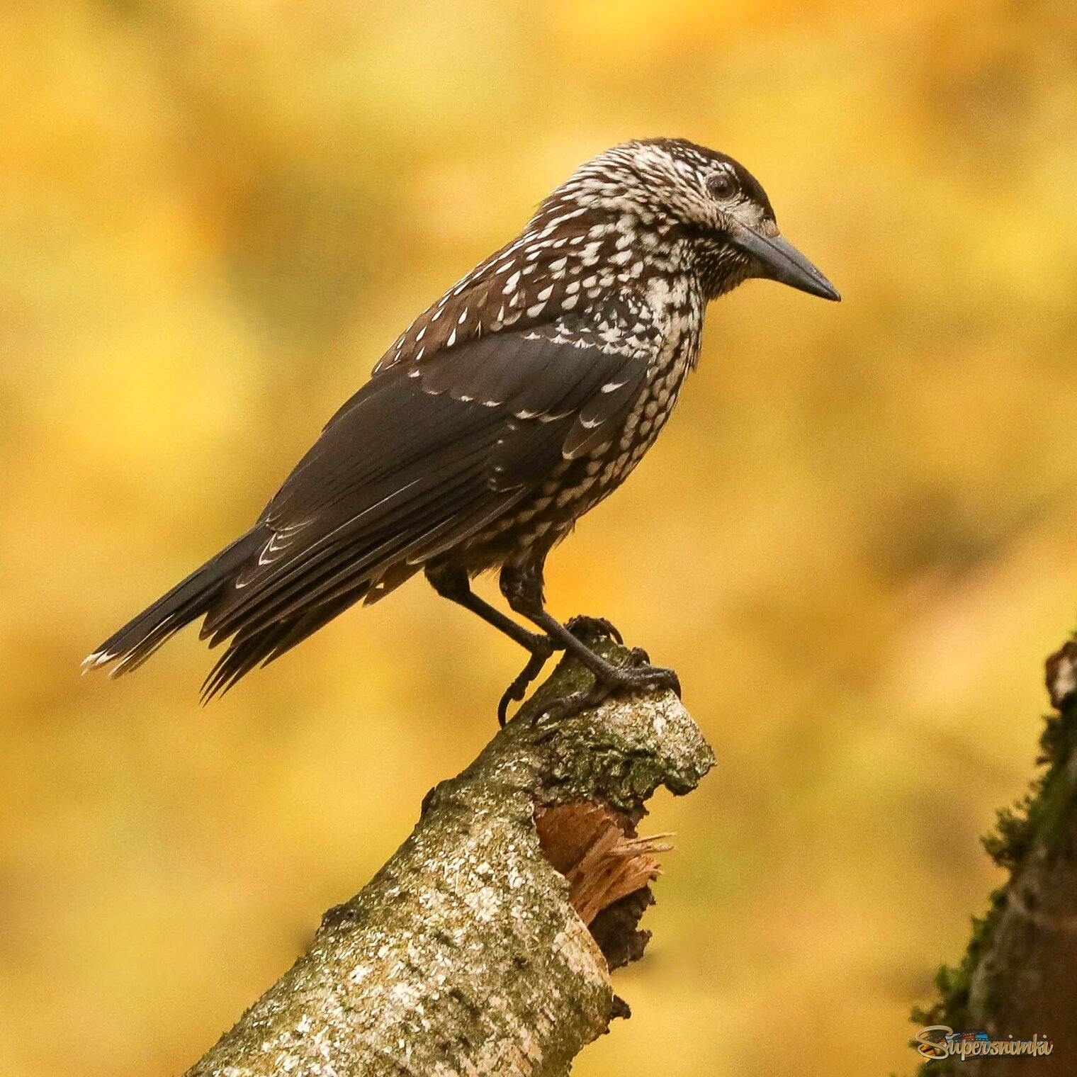 Любопытно ведь!