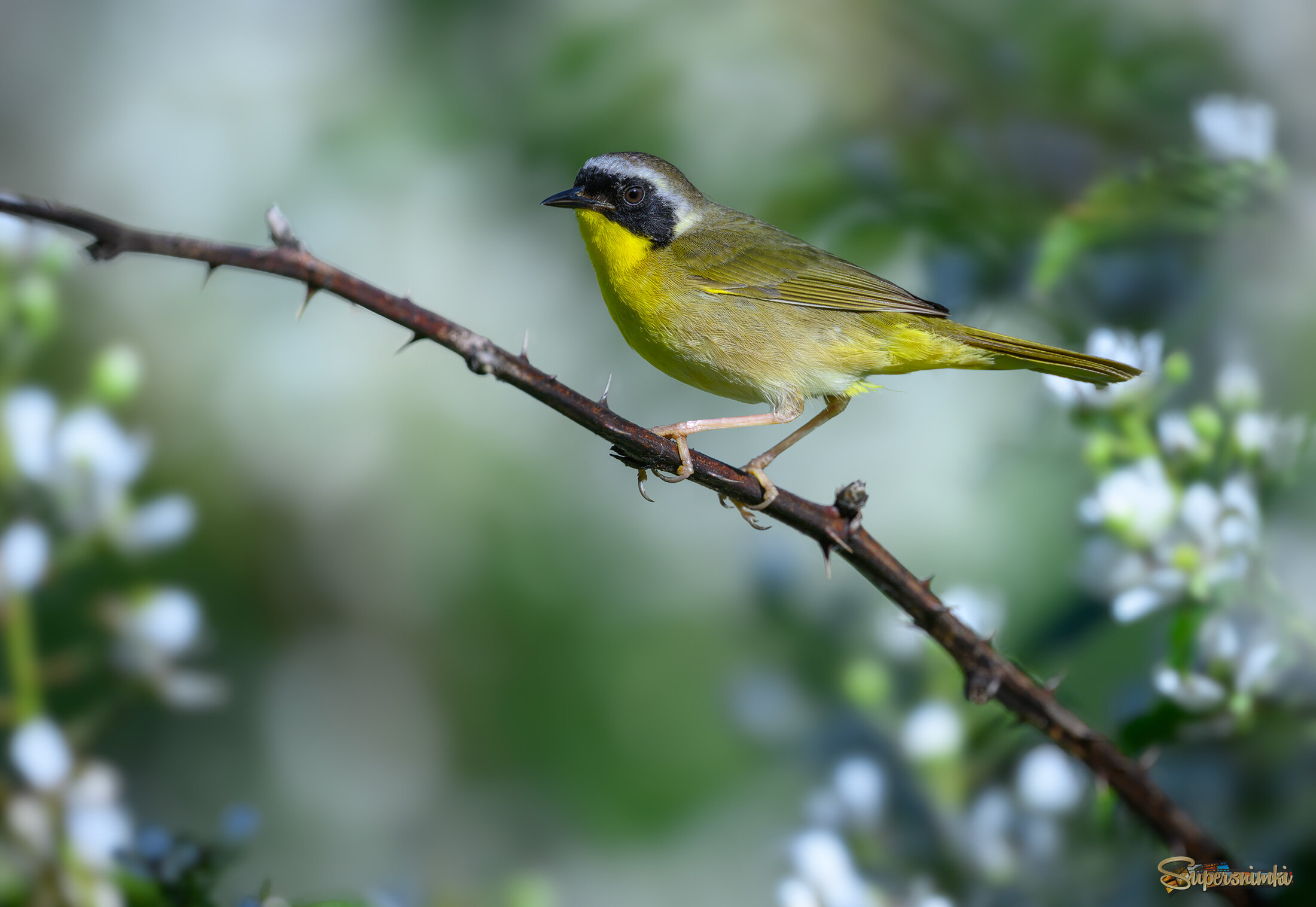 Common Yellowthroat (m)