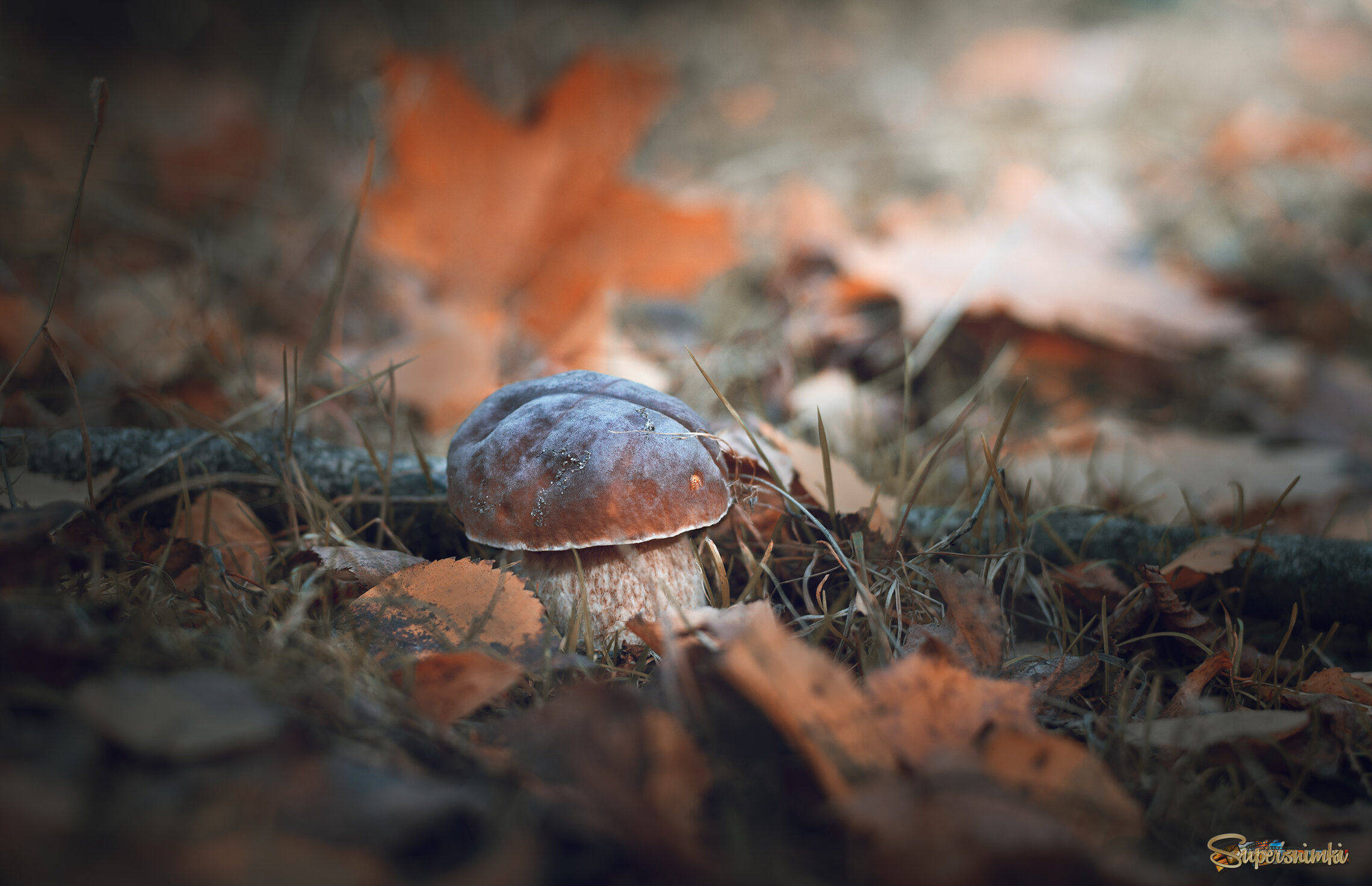 Октябрьский крепыш