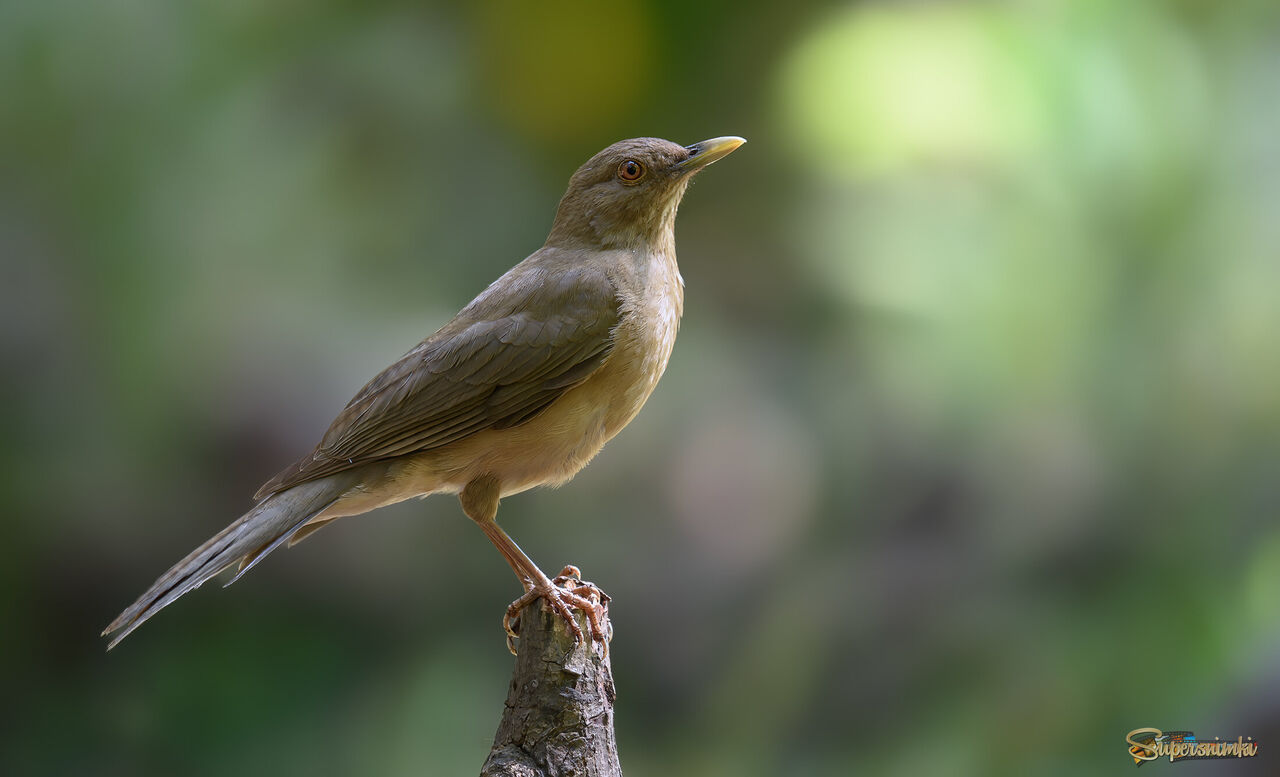 Bronzed cowbird