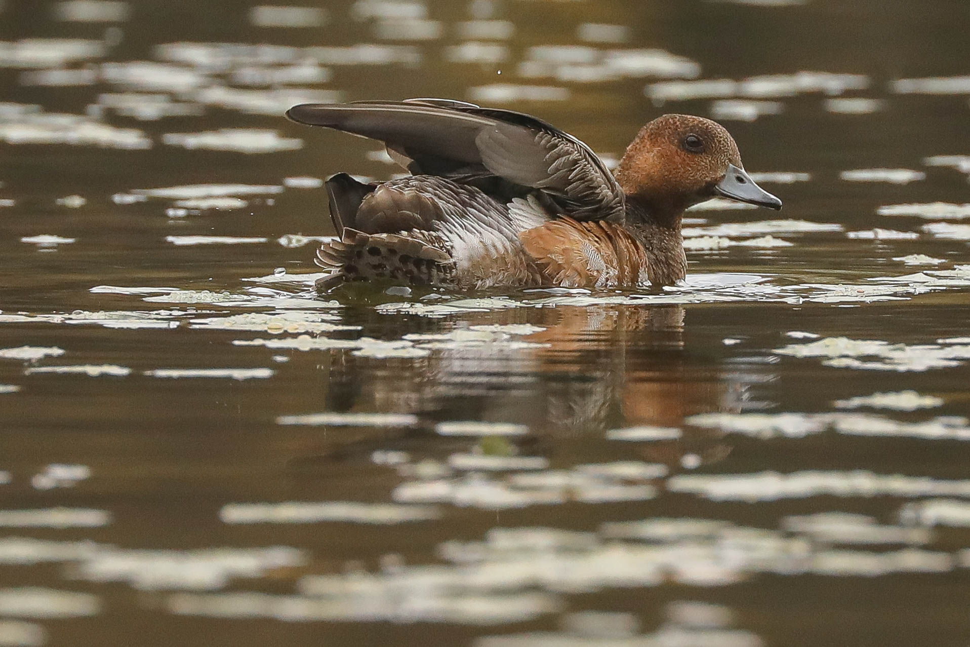 Ну, как я тебе? Нравлюсь?