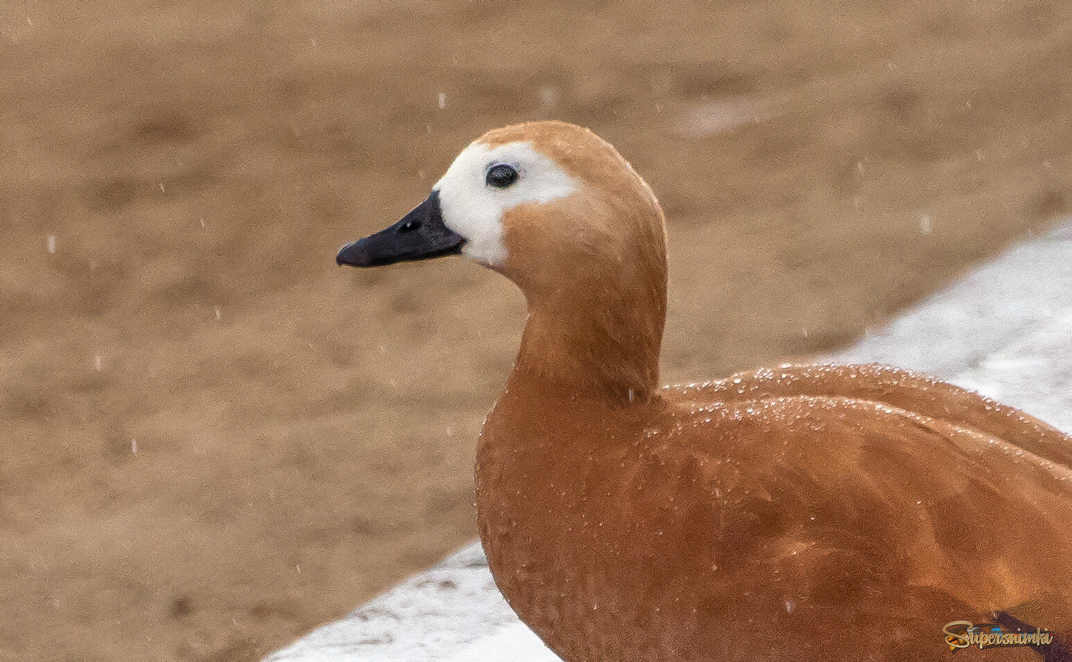 Под дождем.