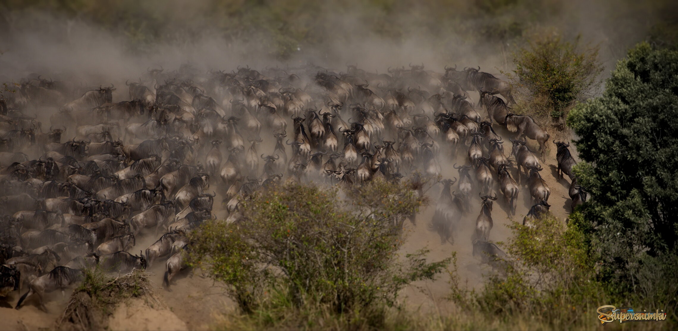 Большая Миграция