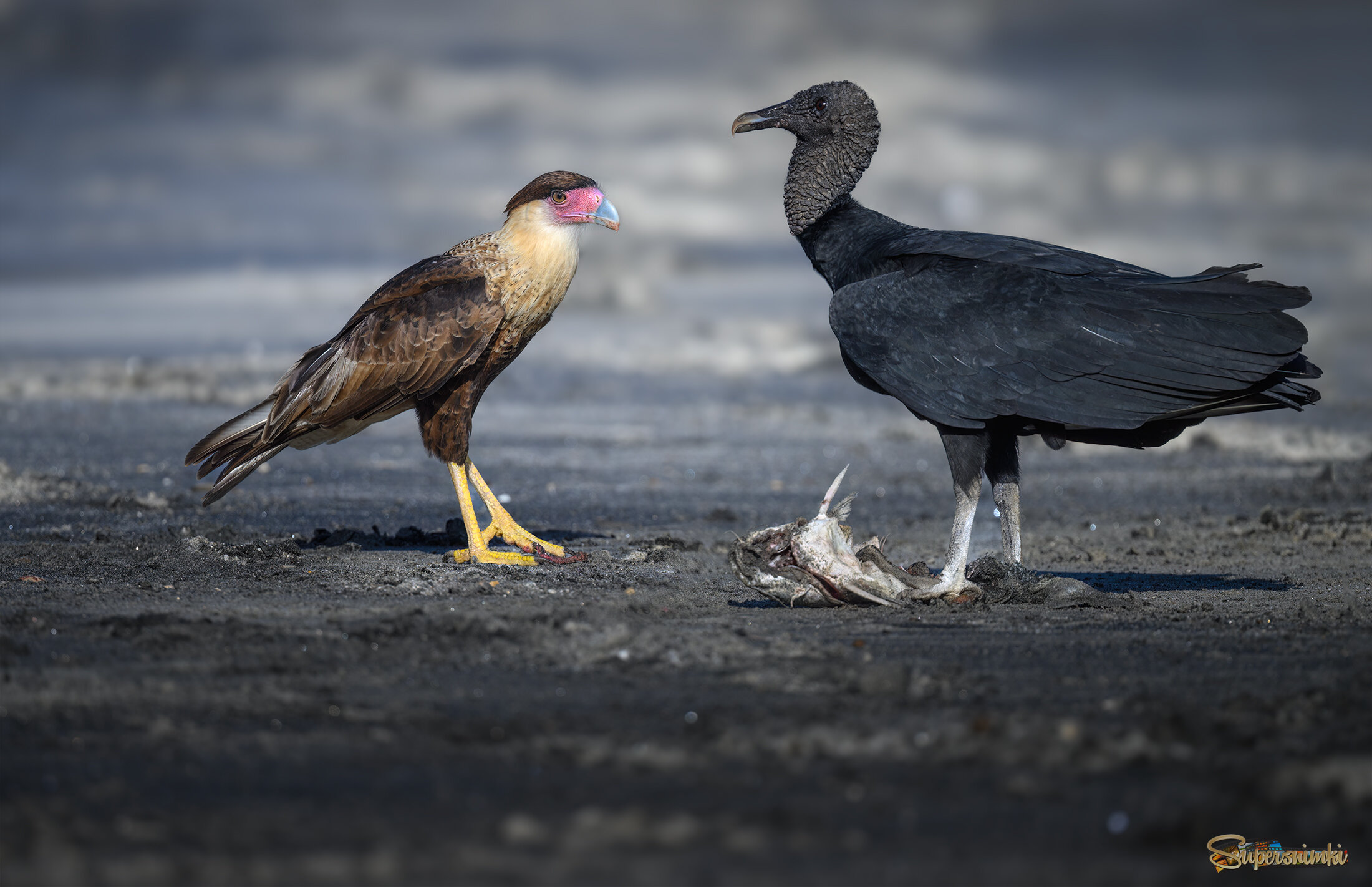 Crested Caracara & Black vulture