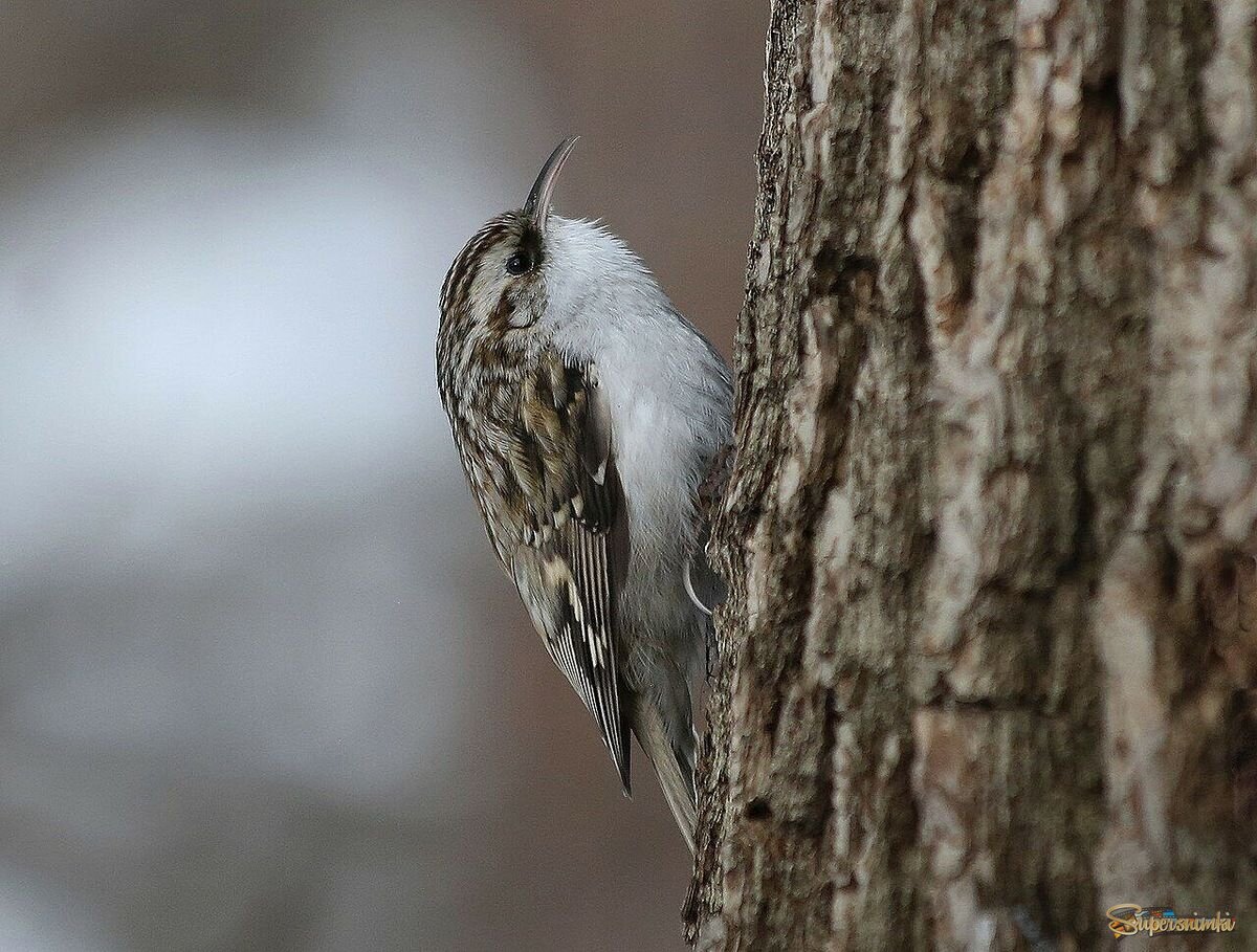 Пищуха обыкновенная