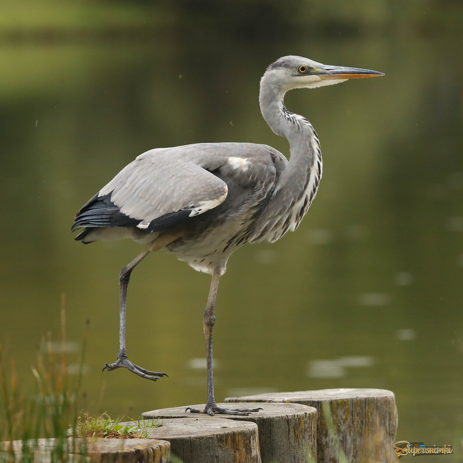 Неуклюжая, но симпатичная