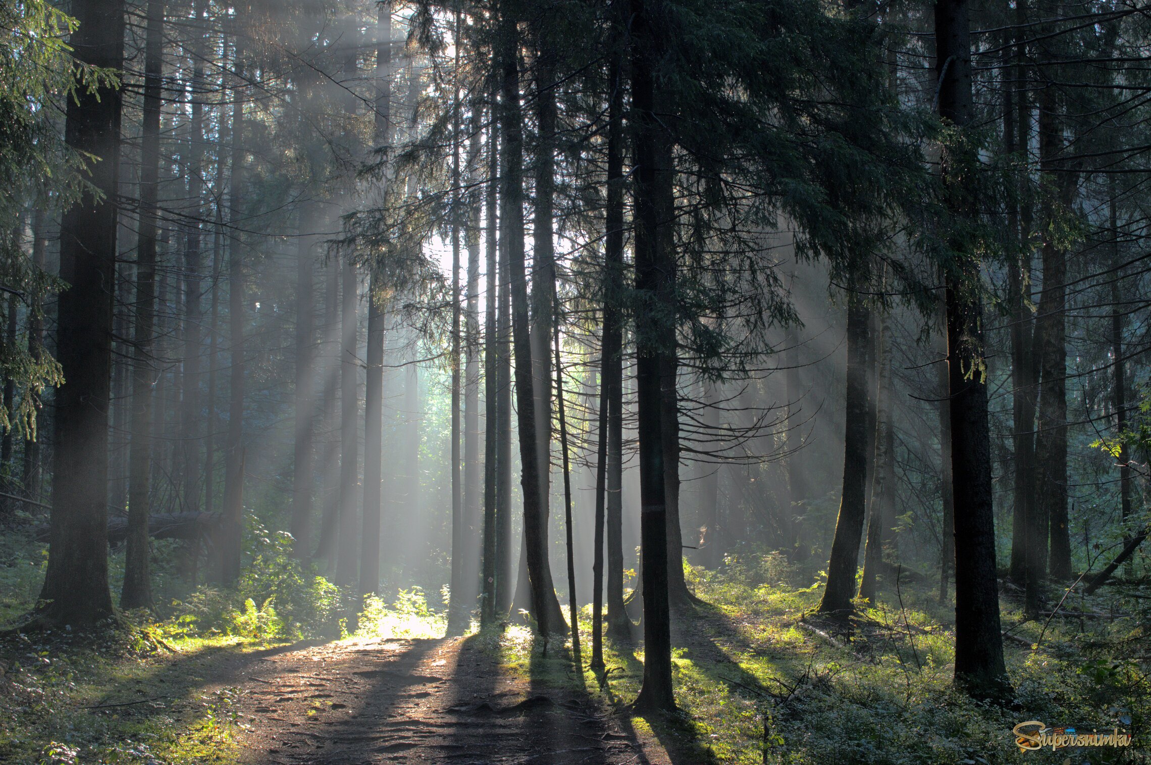 Утро в лесу