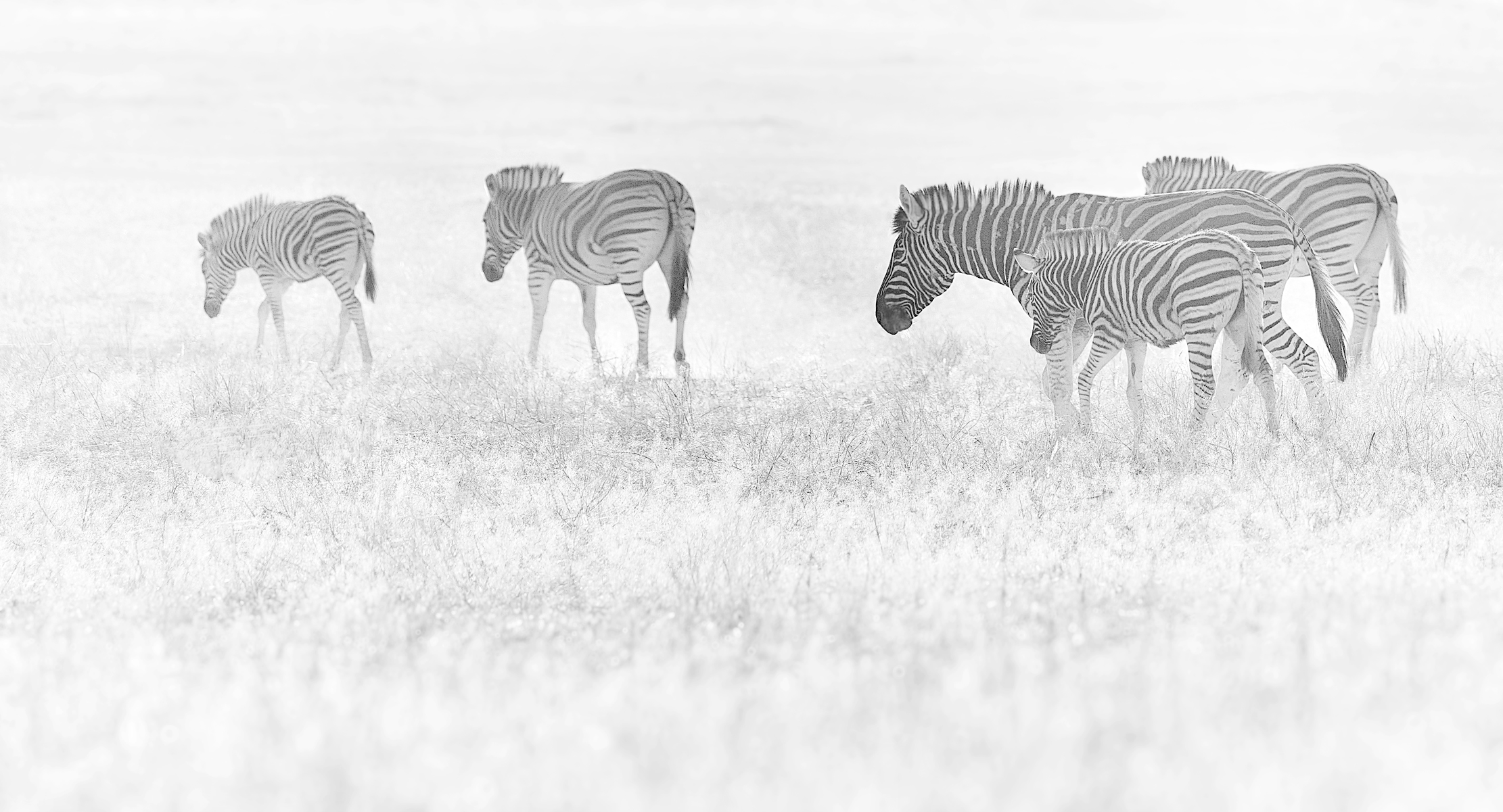 Намибийские истории...