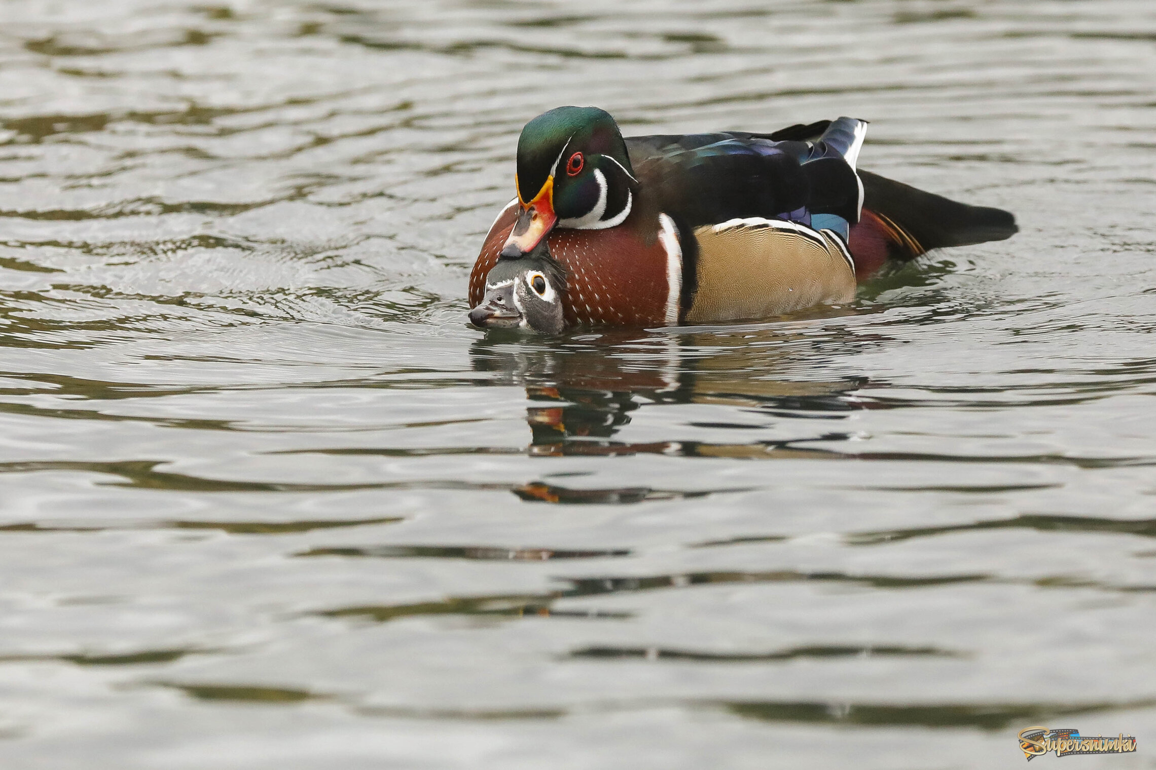 Любовь по-каролински
