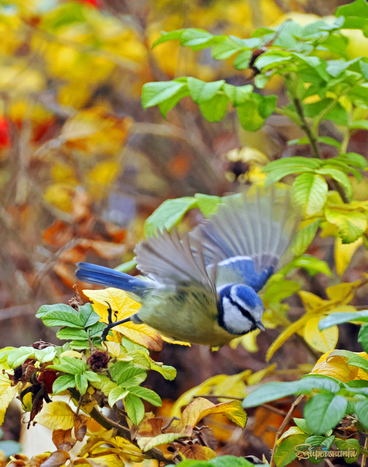 Обыкновенная лазоревка.