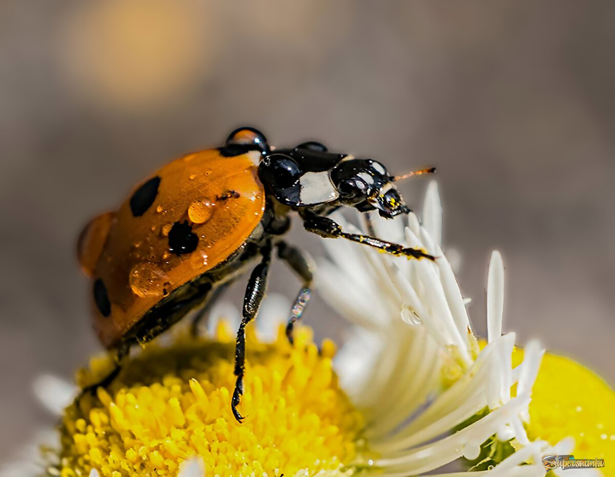 6903fafd48599c46d7594932