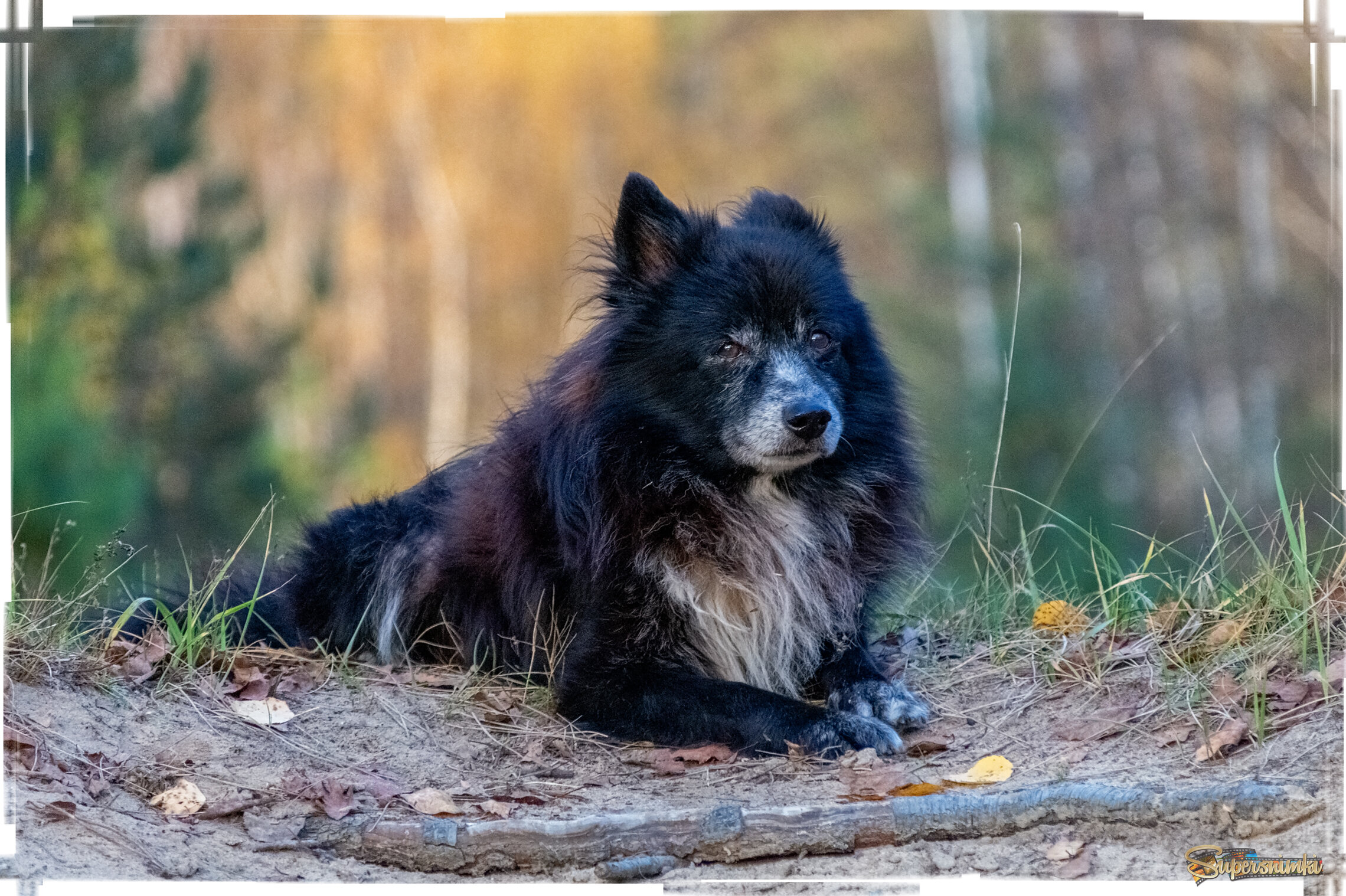 Старый друг